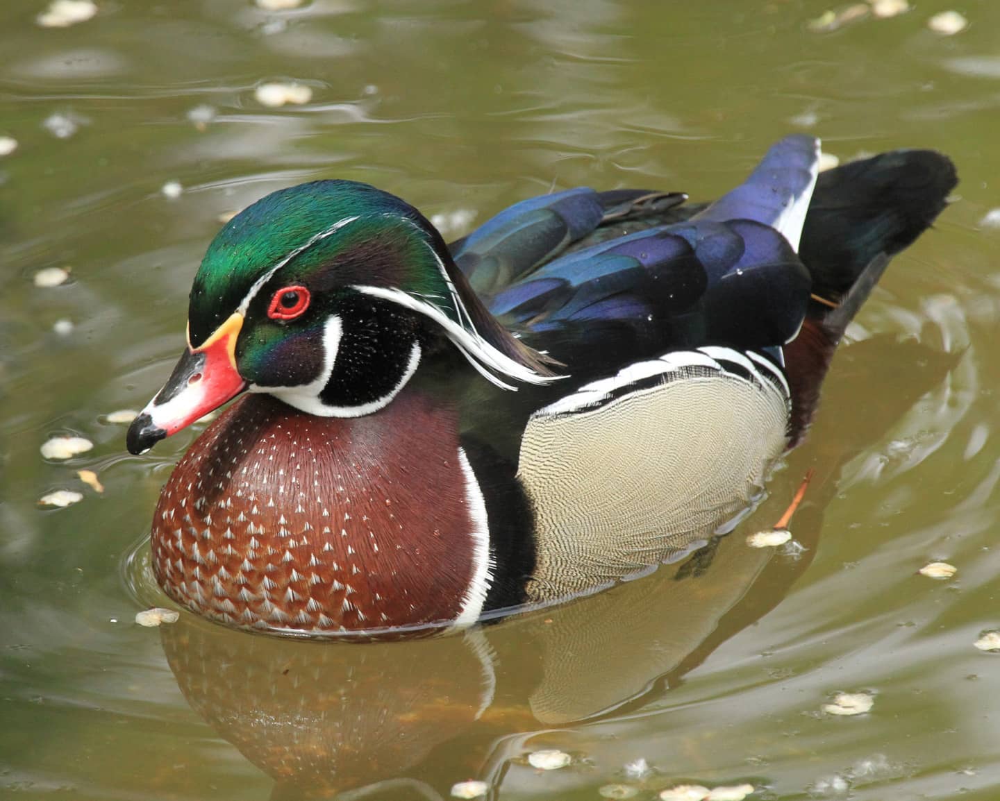 drake-wood-duck