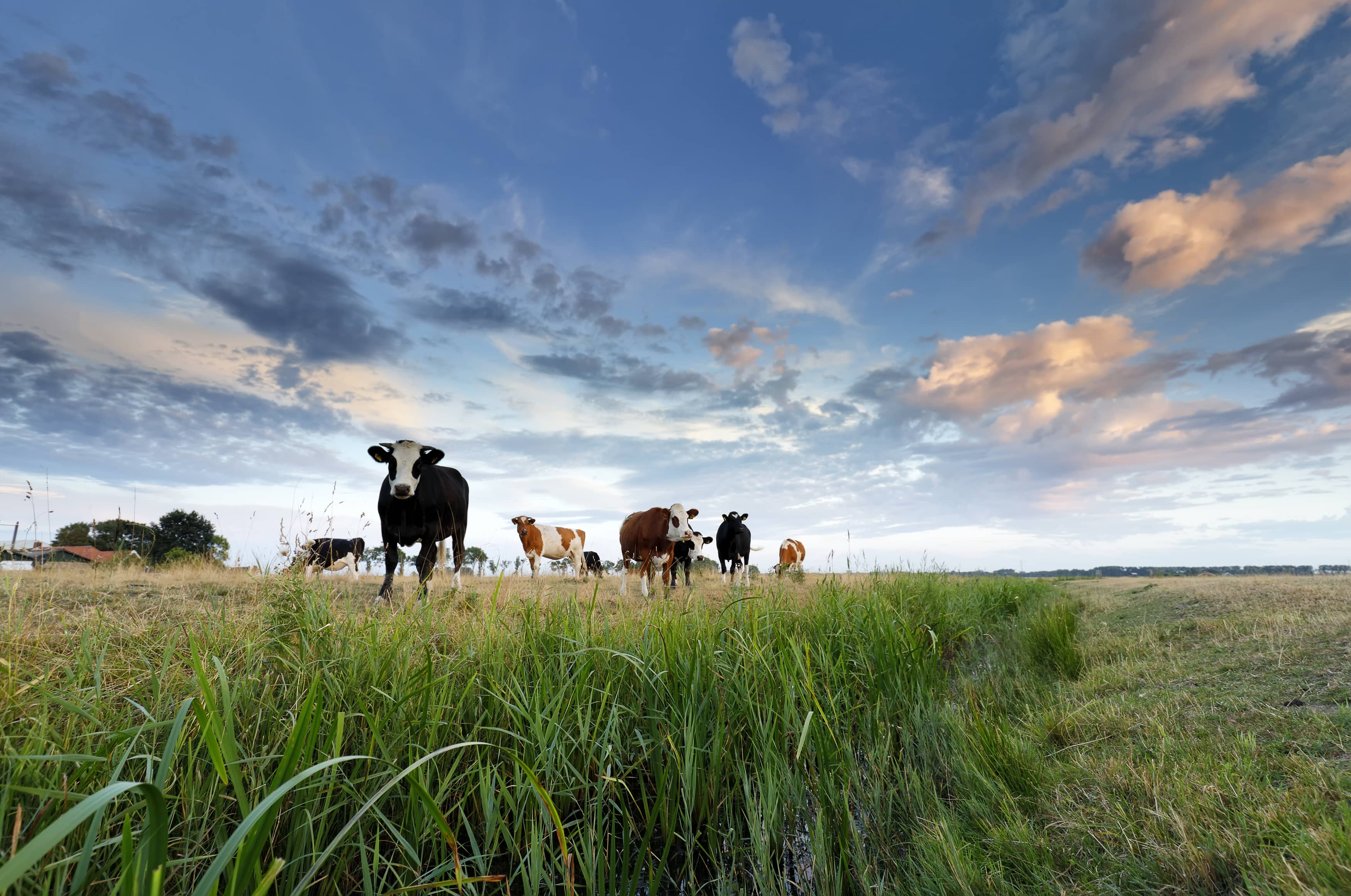 few-cows-on-pasture-at-sunset