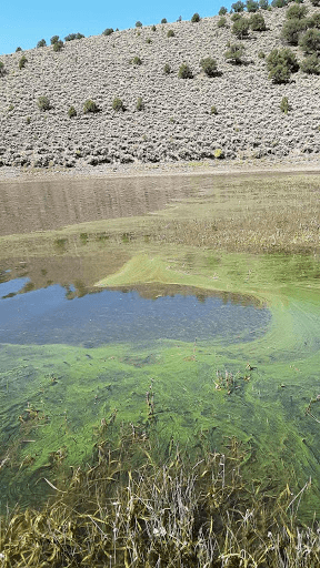 16 waterbodies still under warning advisory for harmful algal blooms ...