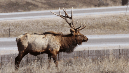bull-elk-by-road-by-scott-root-022415