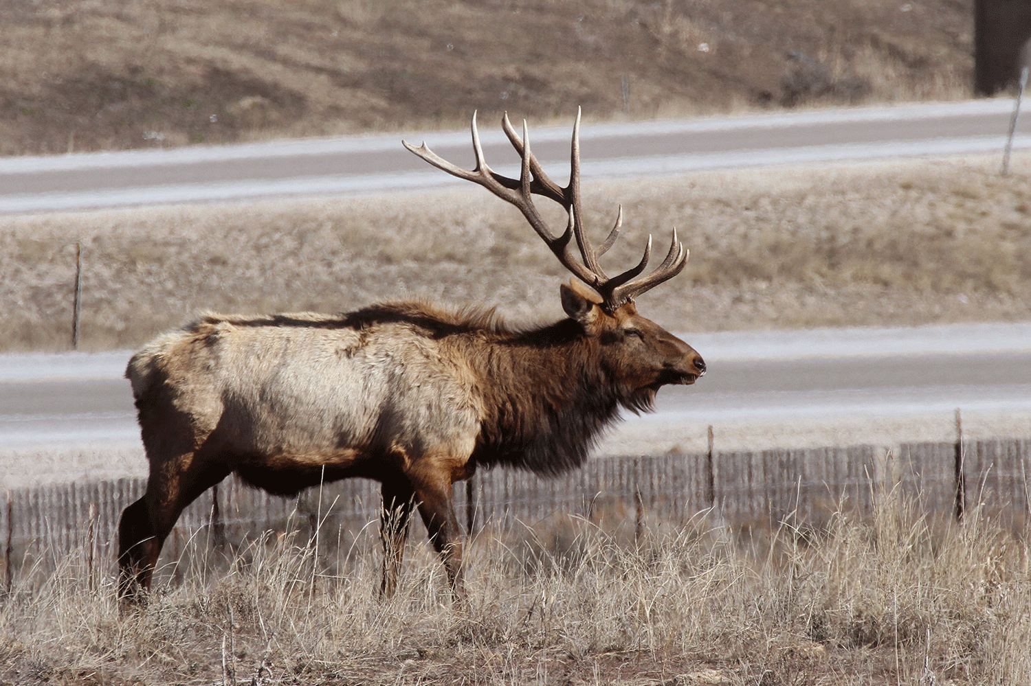bull-elk-by-road-by-scott-root-022415