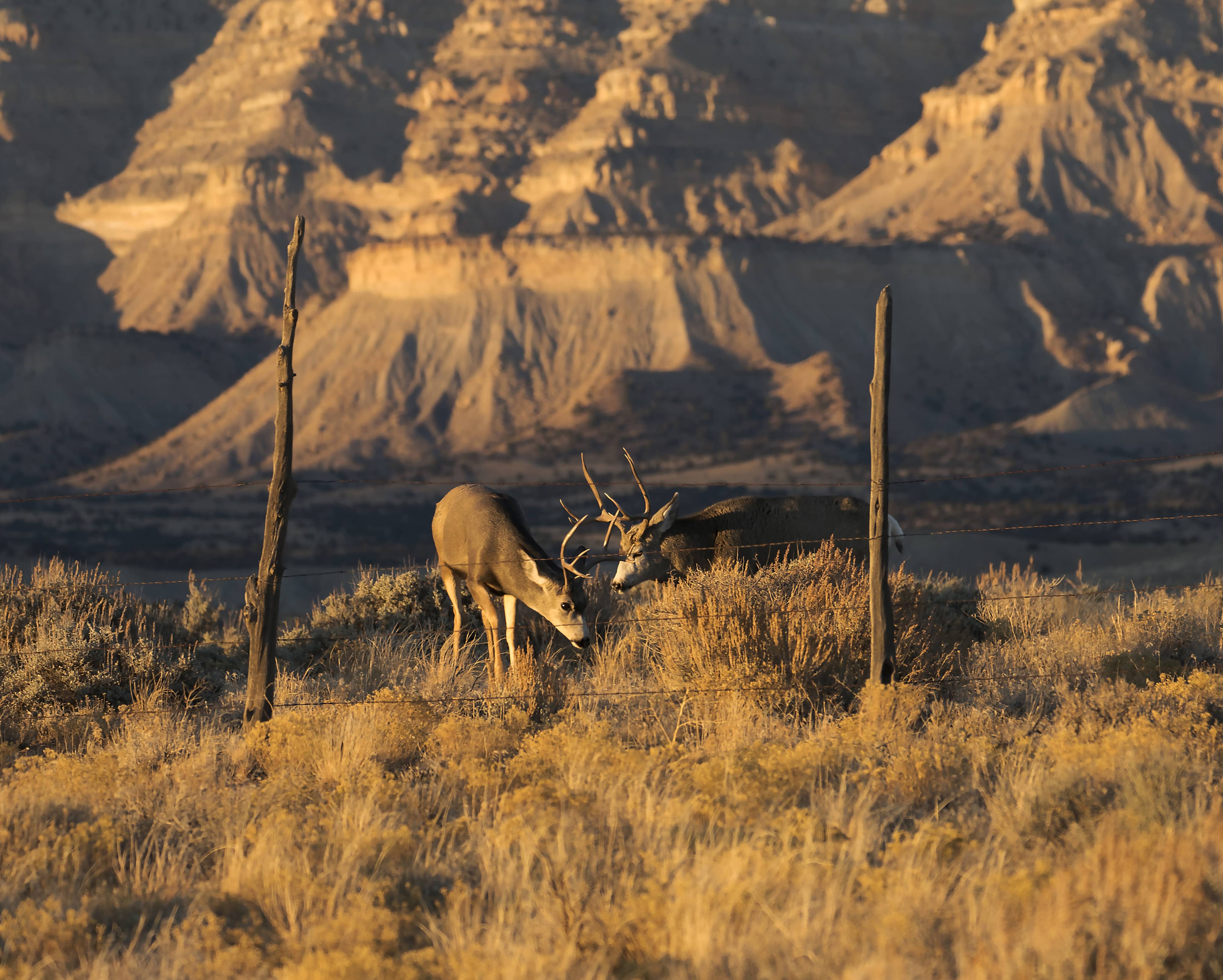 mule-deer-watch-4
