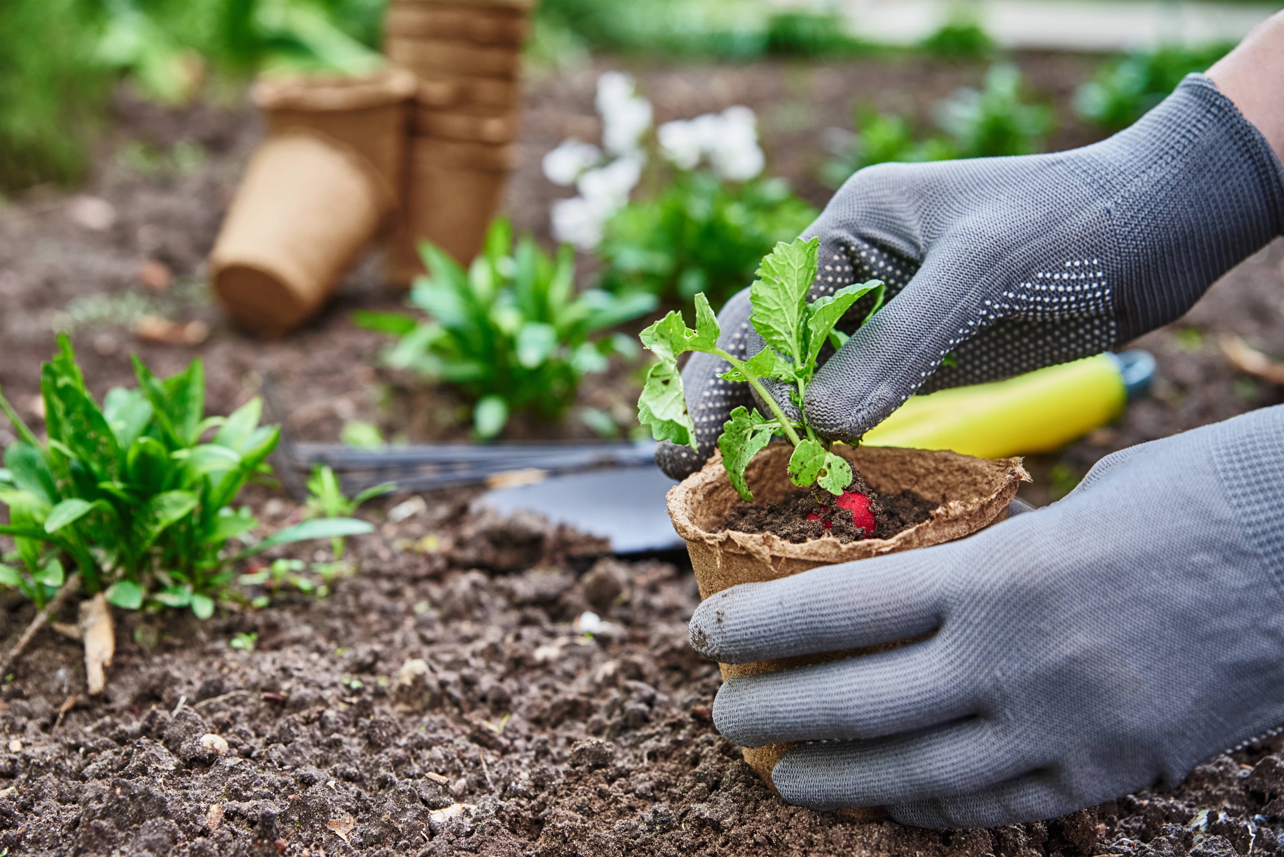 gardener-hands-picking-and-planting-vegetable-plant-in-the-garden