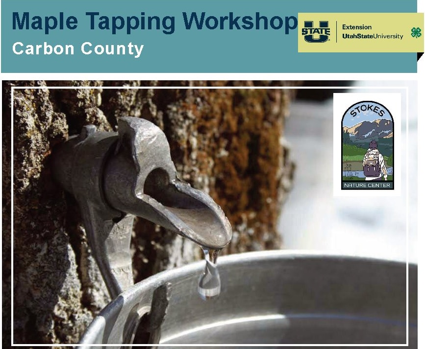 maple-tapping