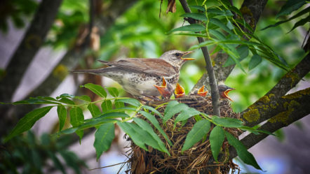 bird-in-the-nest-feeding-their-pets