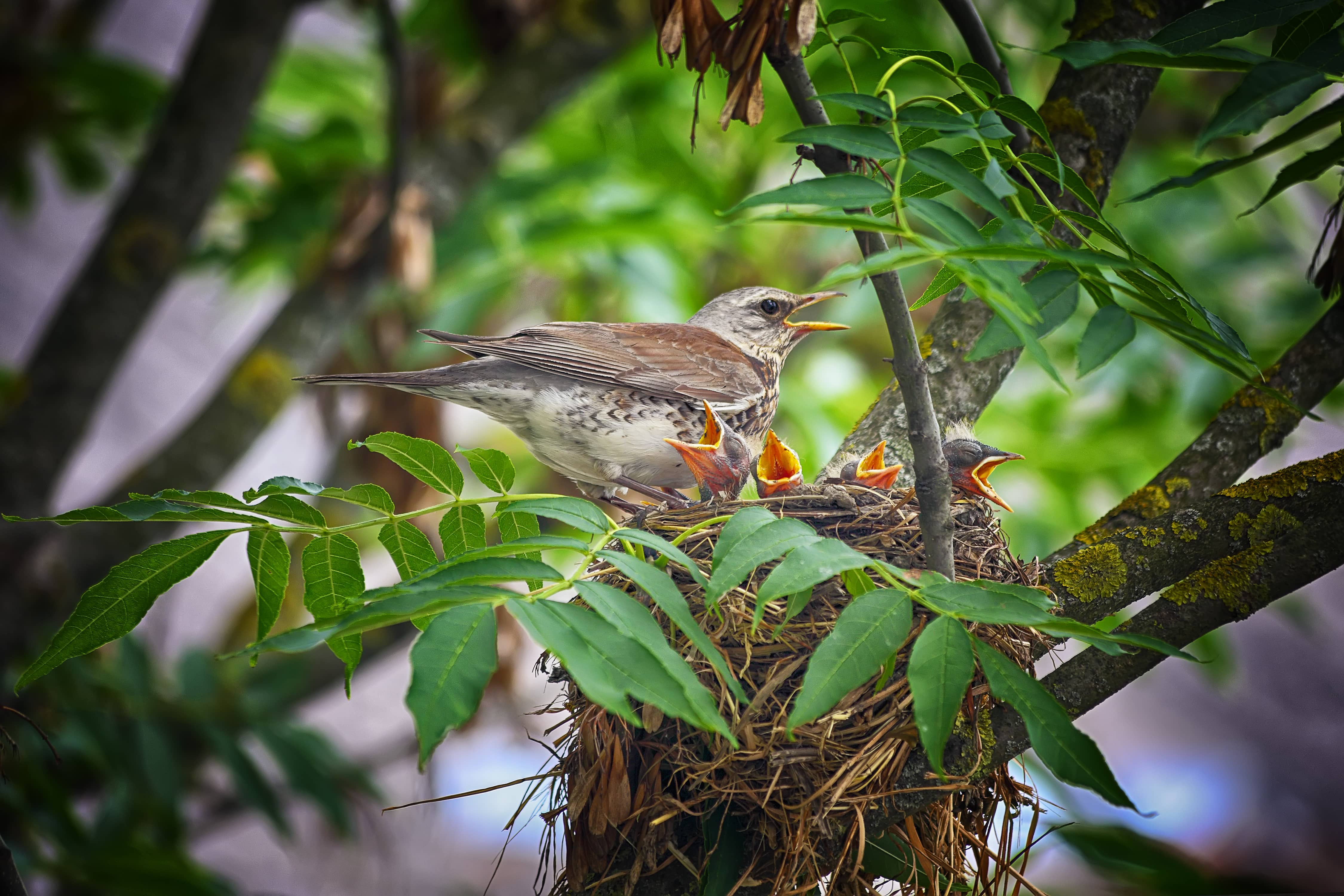 bird-in-the-nest-feeding-their-pets