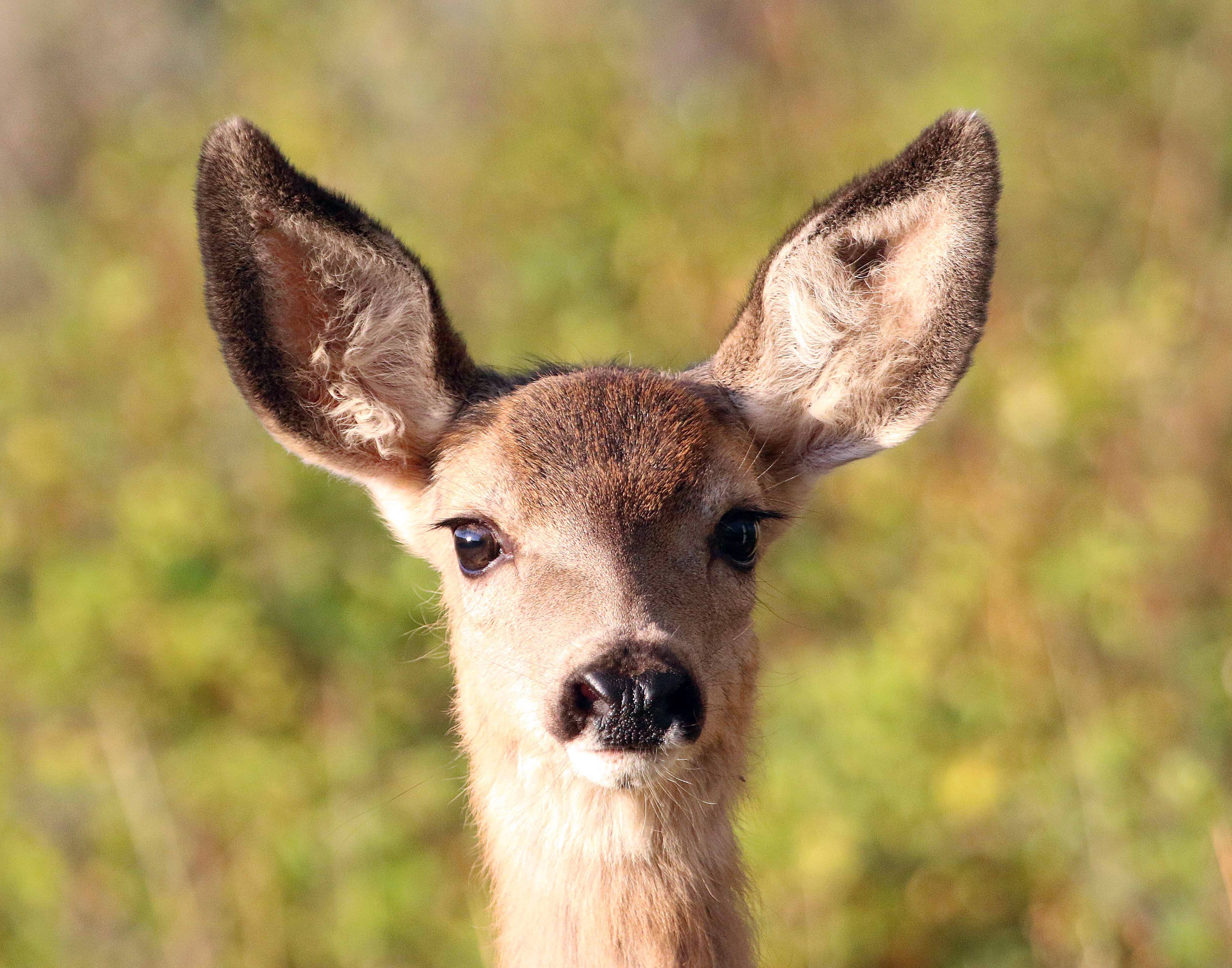 jim_shuler_9-30-2019_deer_fawn_in_northern_utah