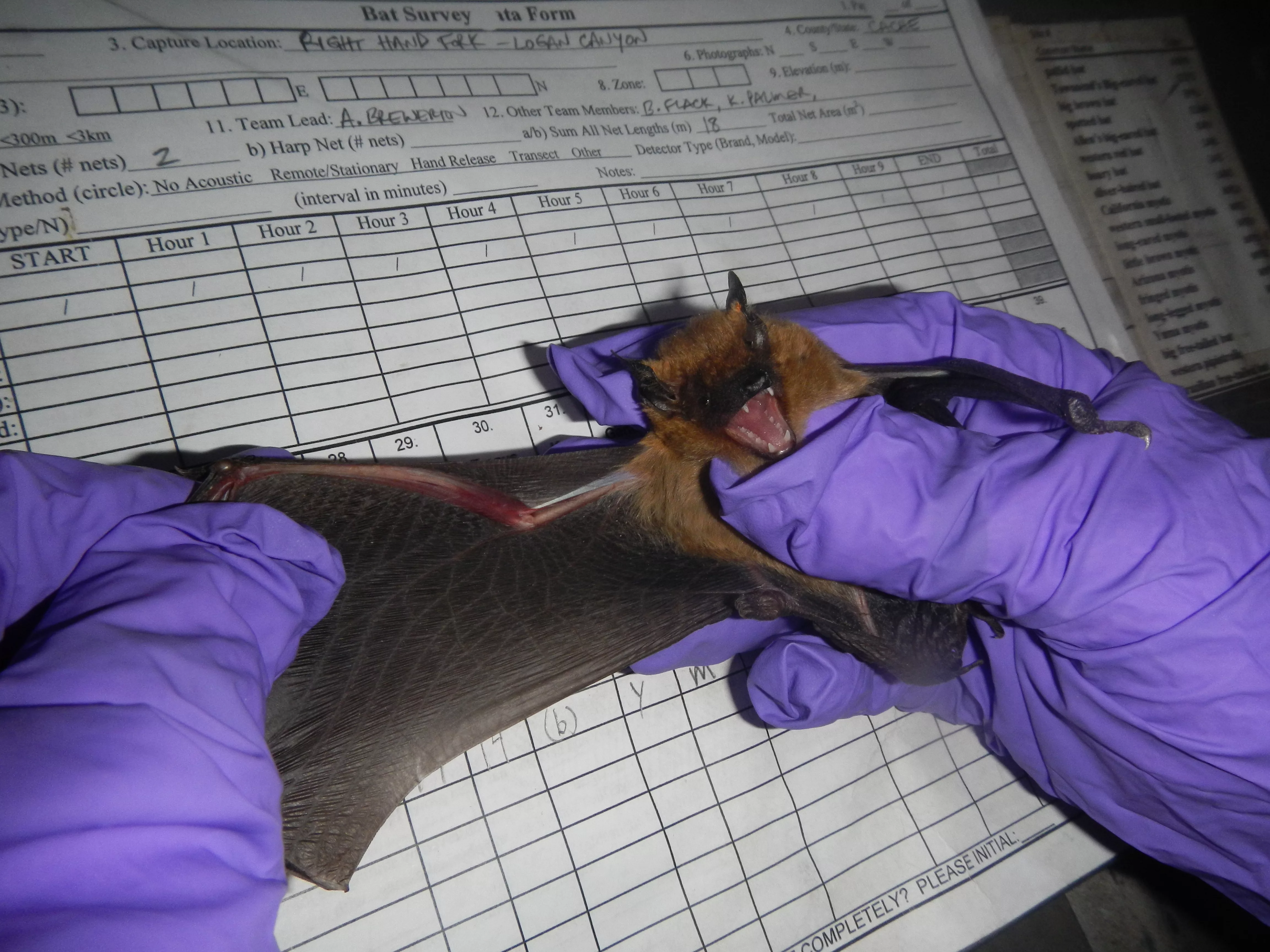 brownbatduringprocessing-2