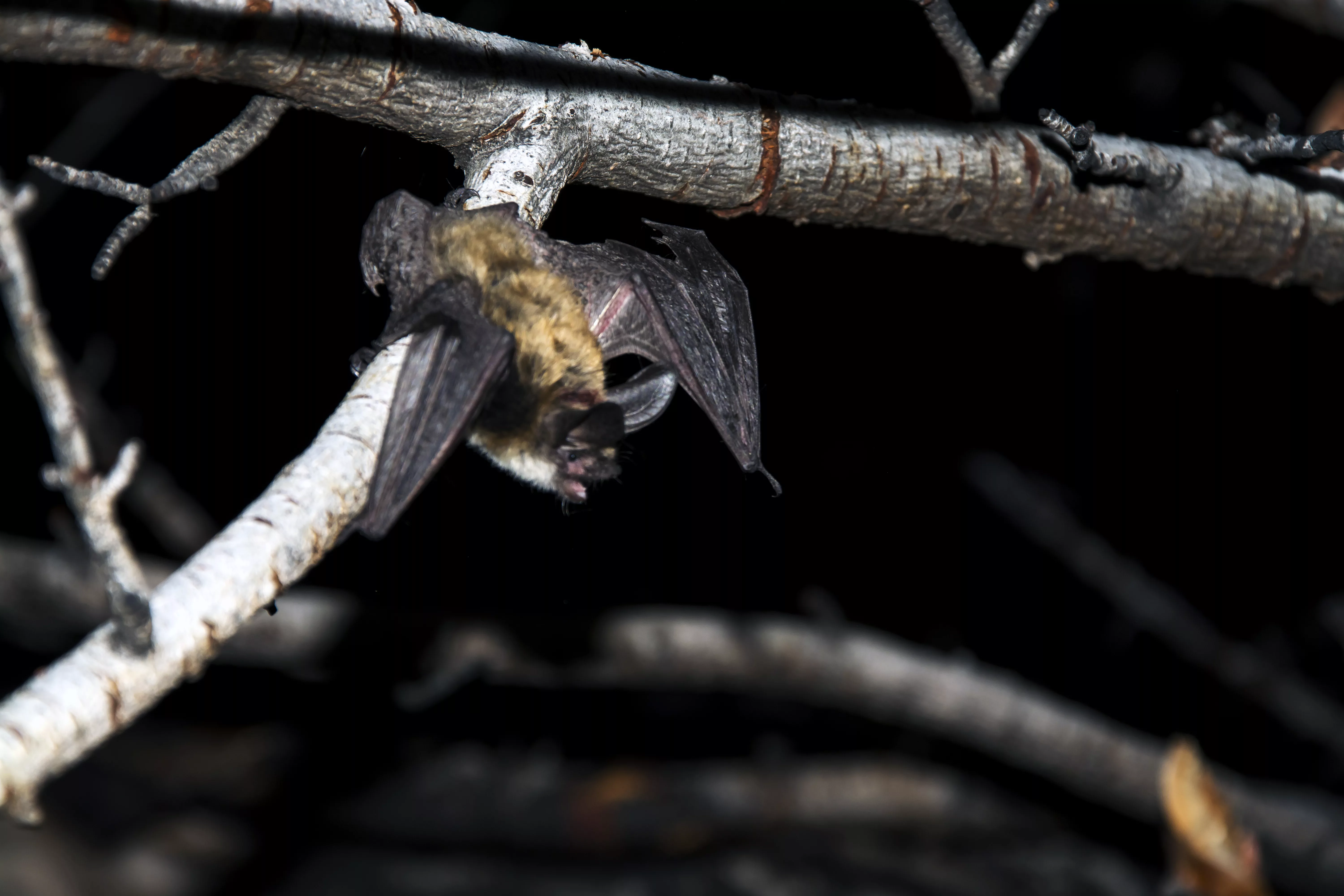long-eared-myotis-tree-release-1