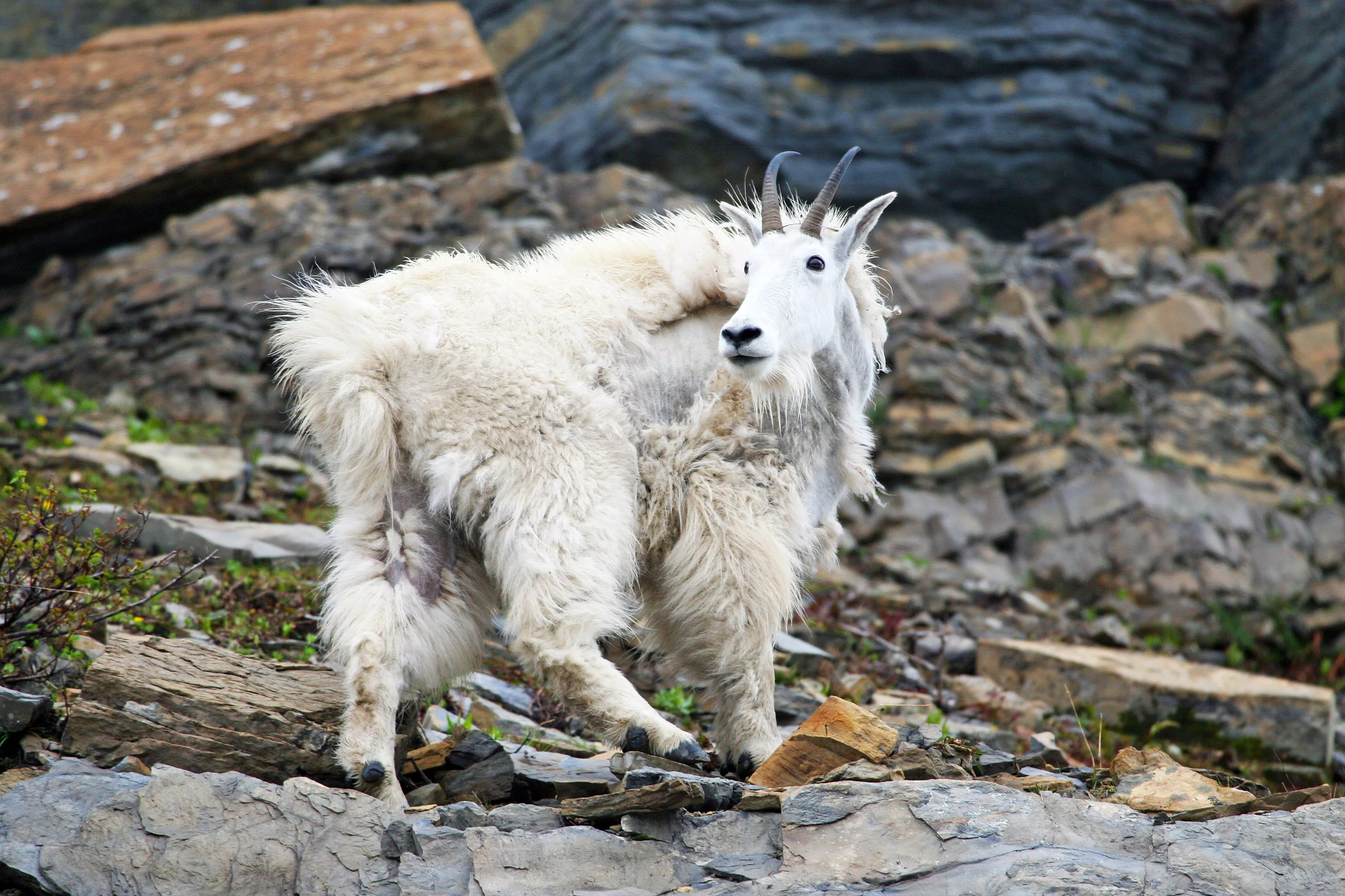 lynn_mtn_goat_ut