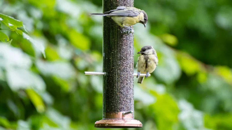 great-tit-bird-on-a-bird-feeder-outdoors