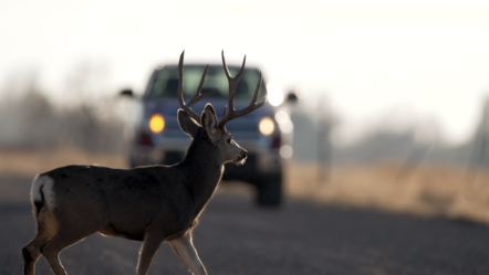 buck-deer-in-road-with-truck_02_oak-city_november-2022