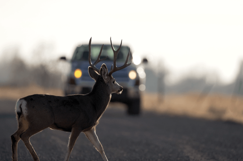 buck-deer-in-road-with-truck_02_oak-city_november-2022