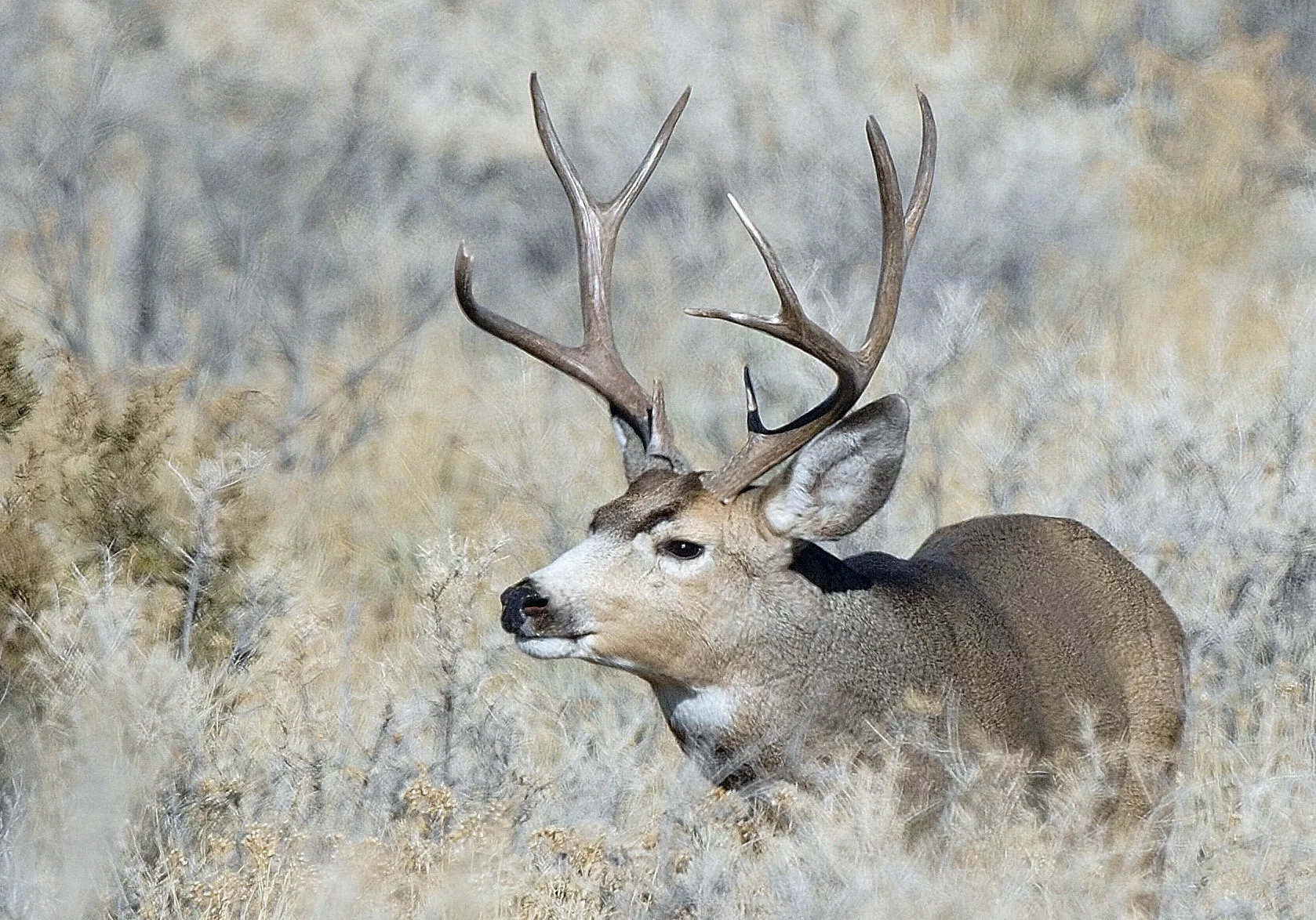 See mule deer at upcoming DWR viewing event | KOAl - Price,UT