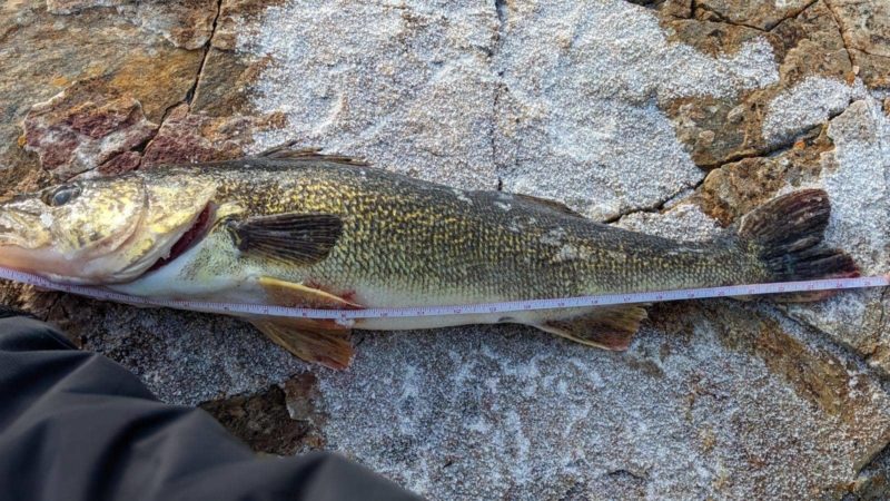 DWR reminding public to not 'ditch a fish' after walleye illegally  introduced at Strawberry Reservoir