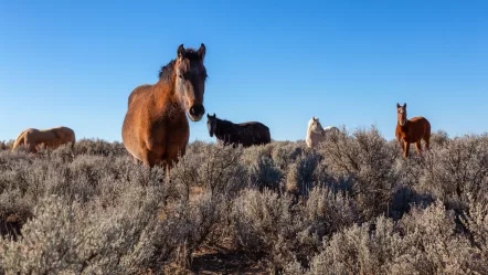 wild-horses-in-the-desert-of-new-mexico