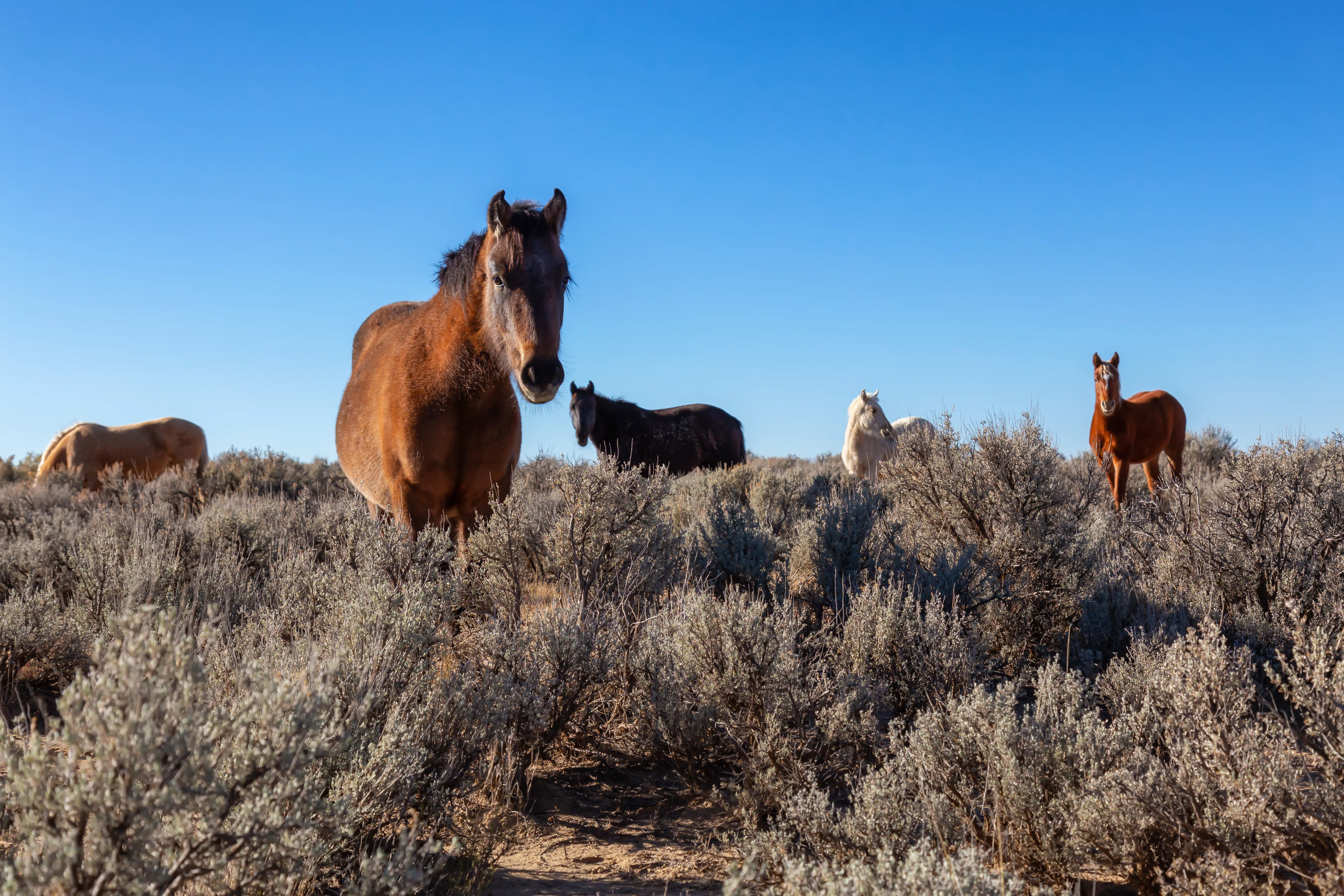 wild-horses-in-the-desert-of-new-mexico