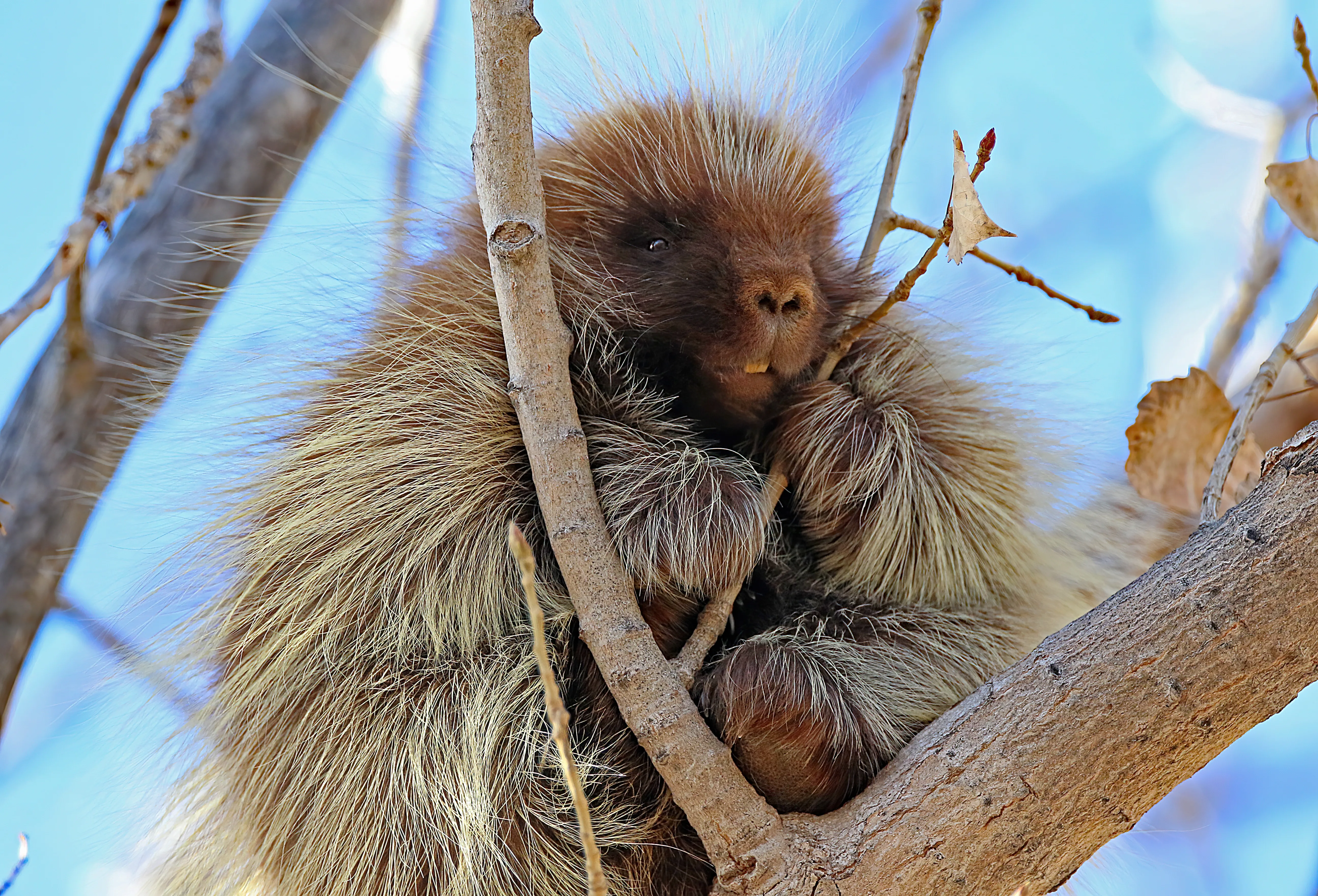 jim-shuler_ouray-nwr-porcupine