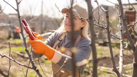 pruning-trees-in-autumn-garden-close-up-of-hands-in-yellow-gloves-and-pruning-shears-trimming-old-branches