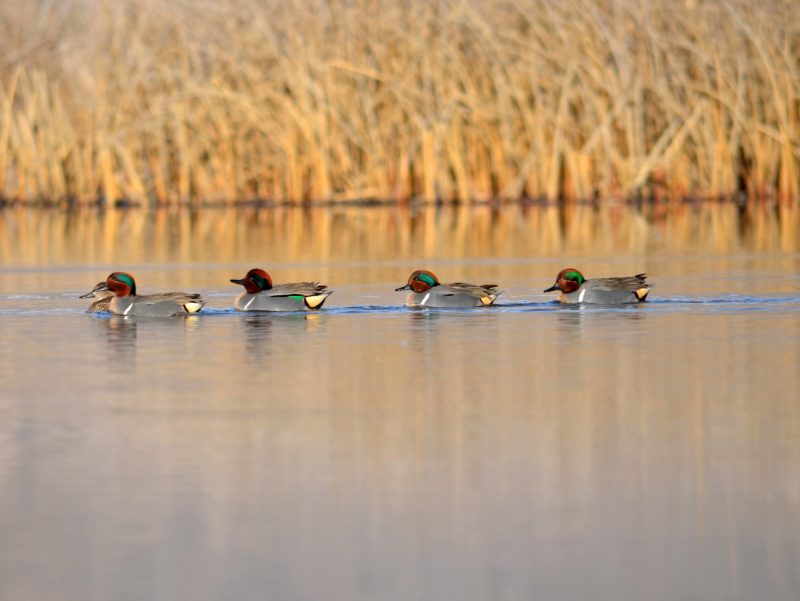waterfowl-hunt-3