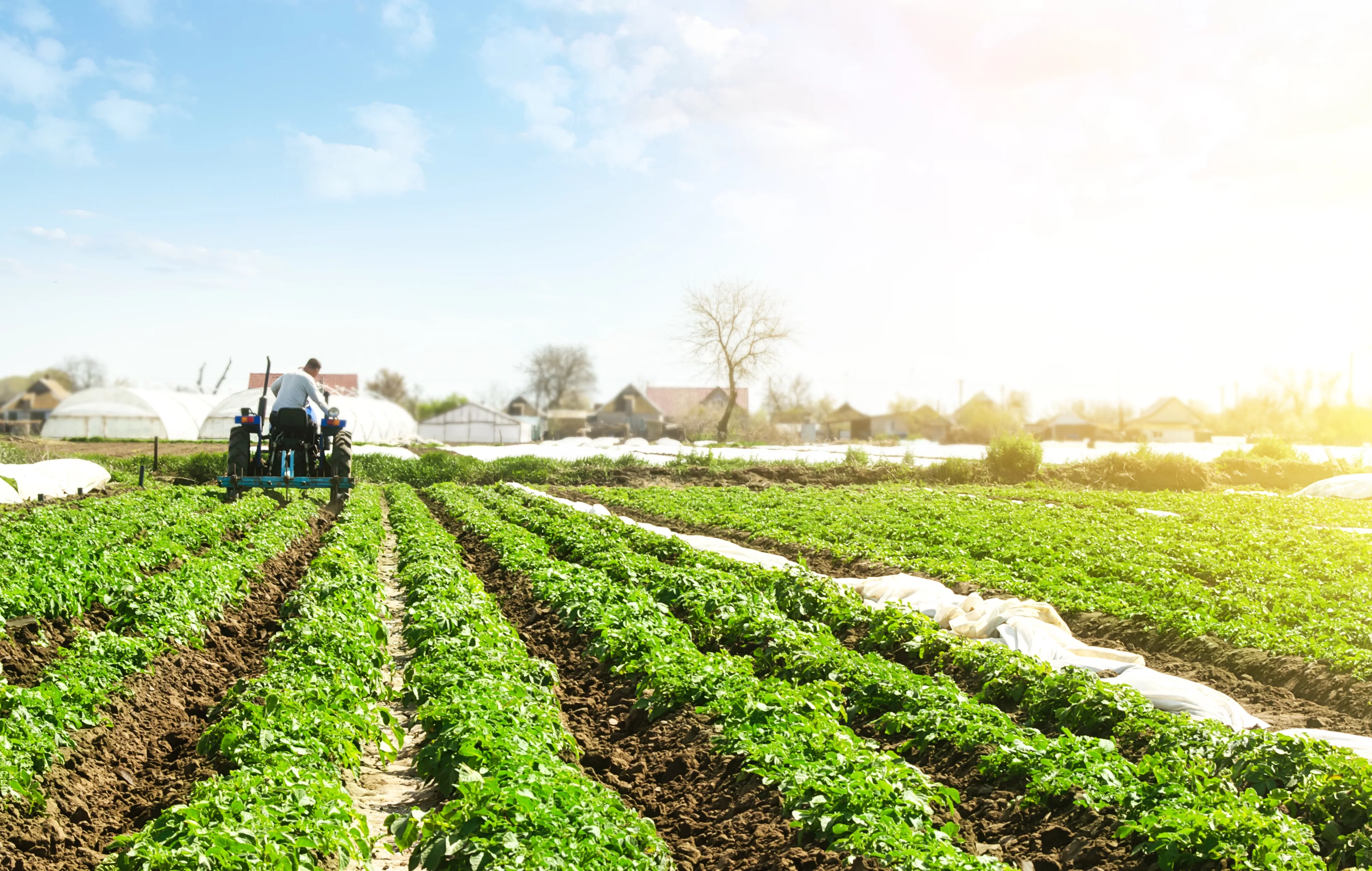 farmer-cultivates-a-field-plantation-of-young-riviera-potatoes-weed-removal-and-improved-air-access-to-plant-roots-fertilizer-with-nitrate-and-plowing-soil-for-further-irrigation-irrigation