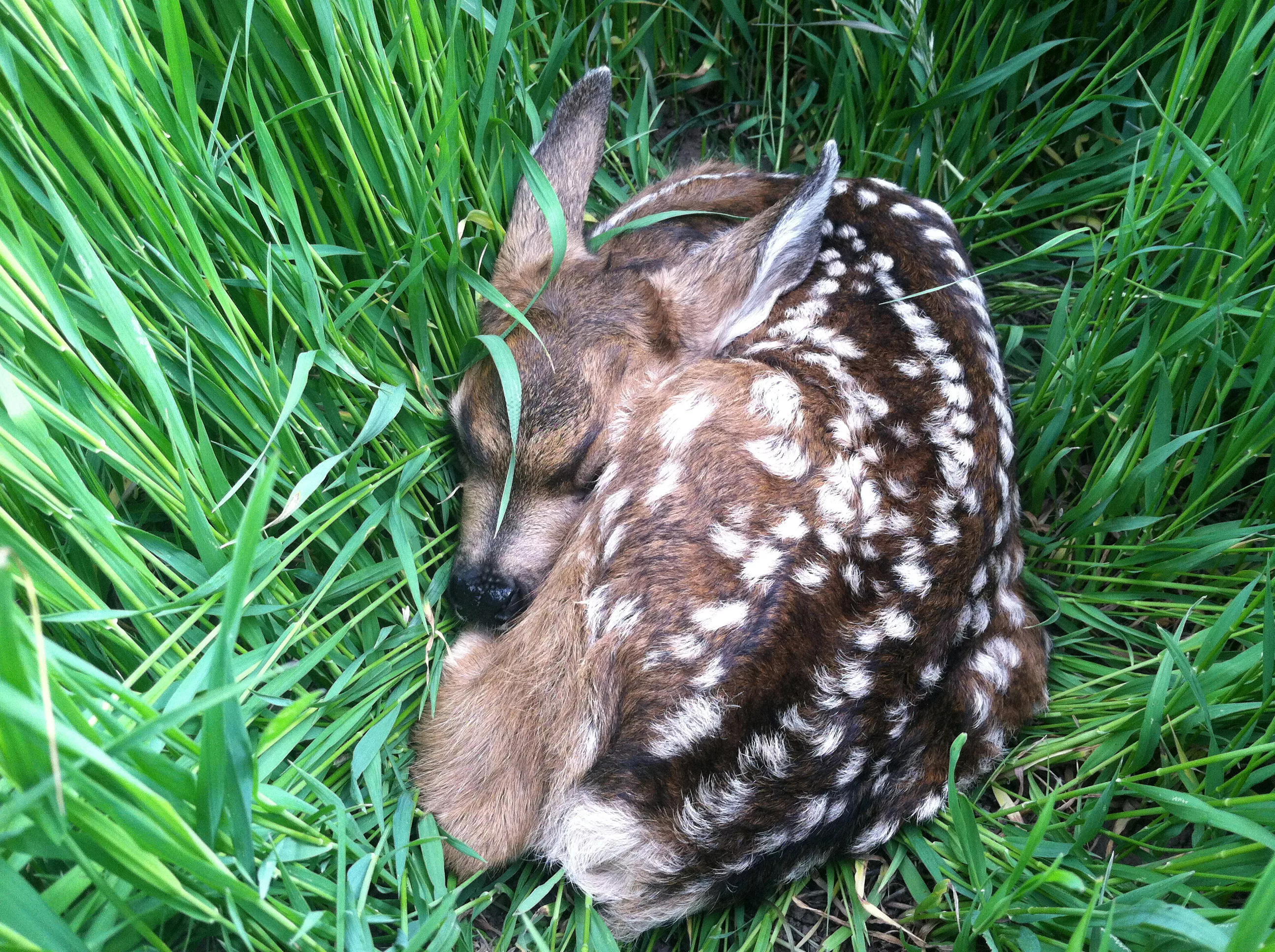 baby-deer-4