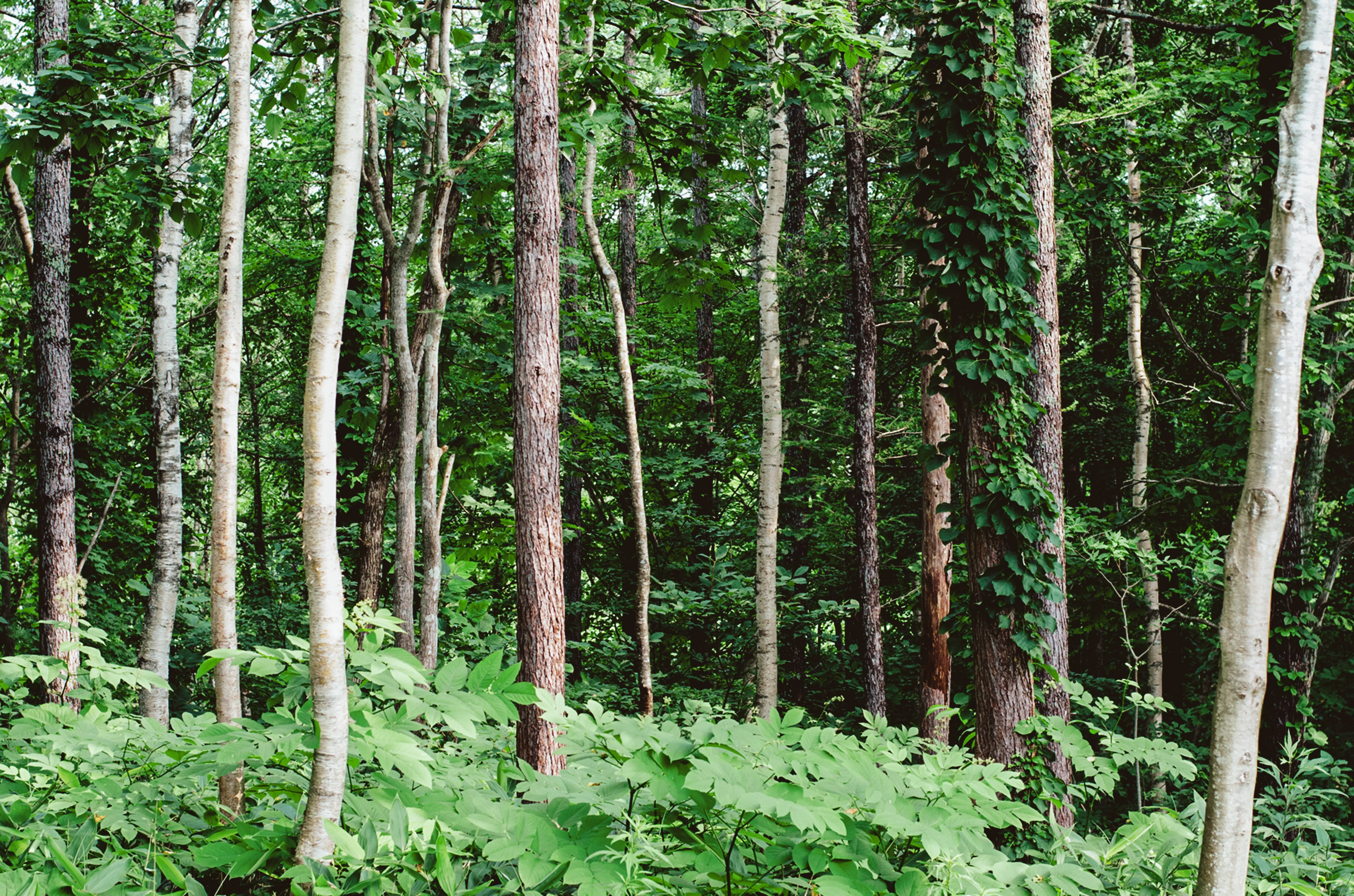 birch-trees-in-kuromatsunai-northern-japan-natur-2023-11-27-04-52-04-utc