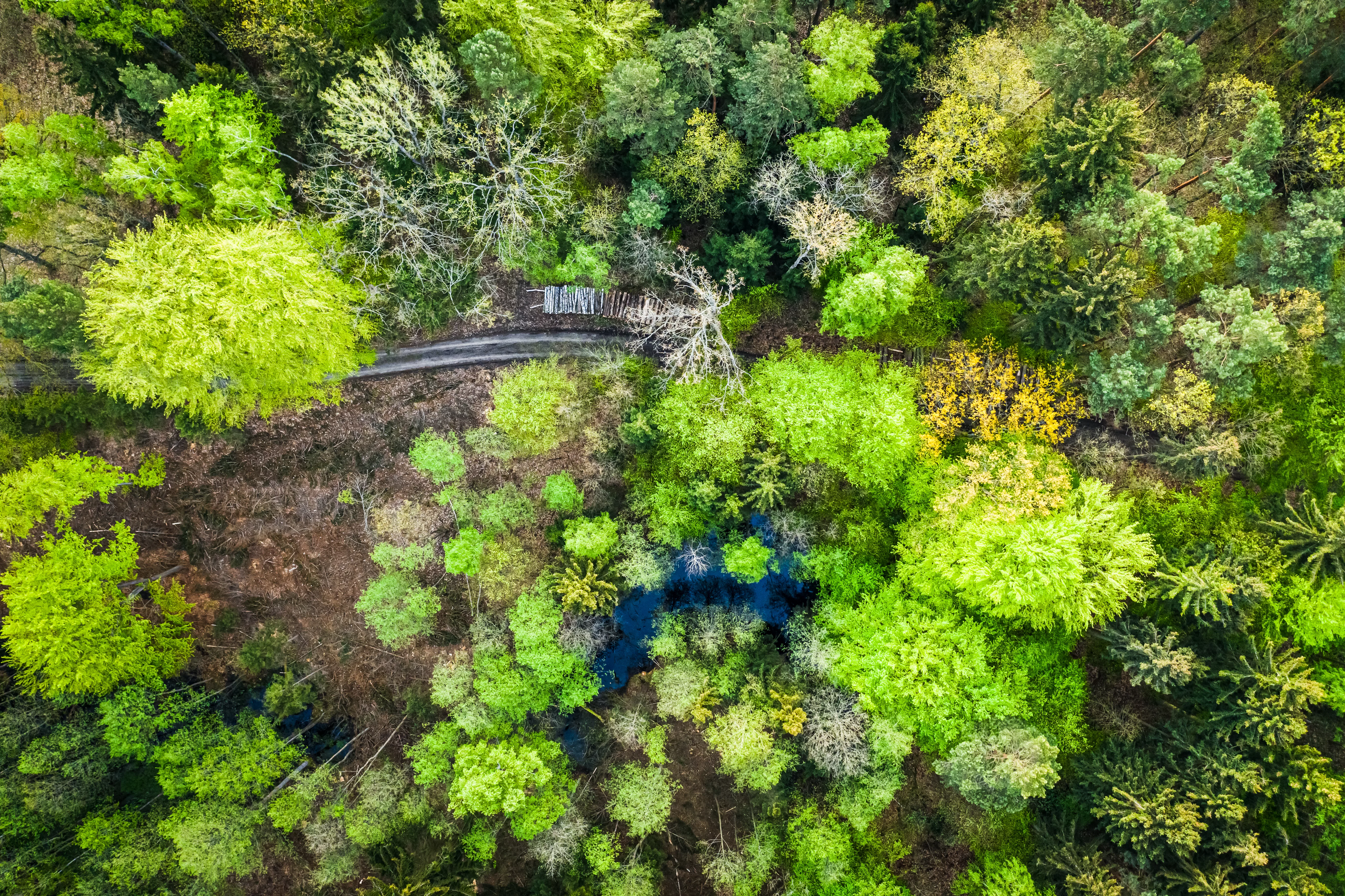 aerial-view-of-green-trees-in-early-spring