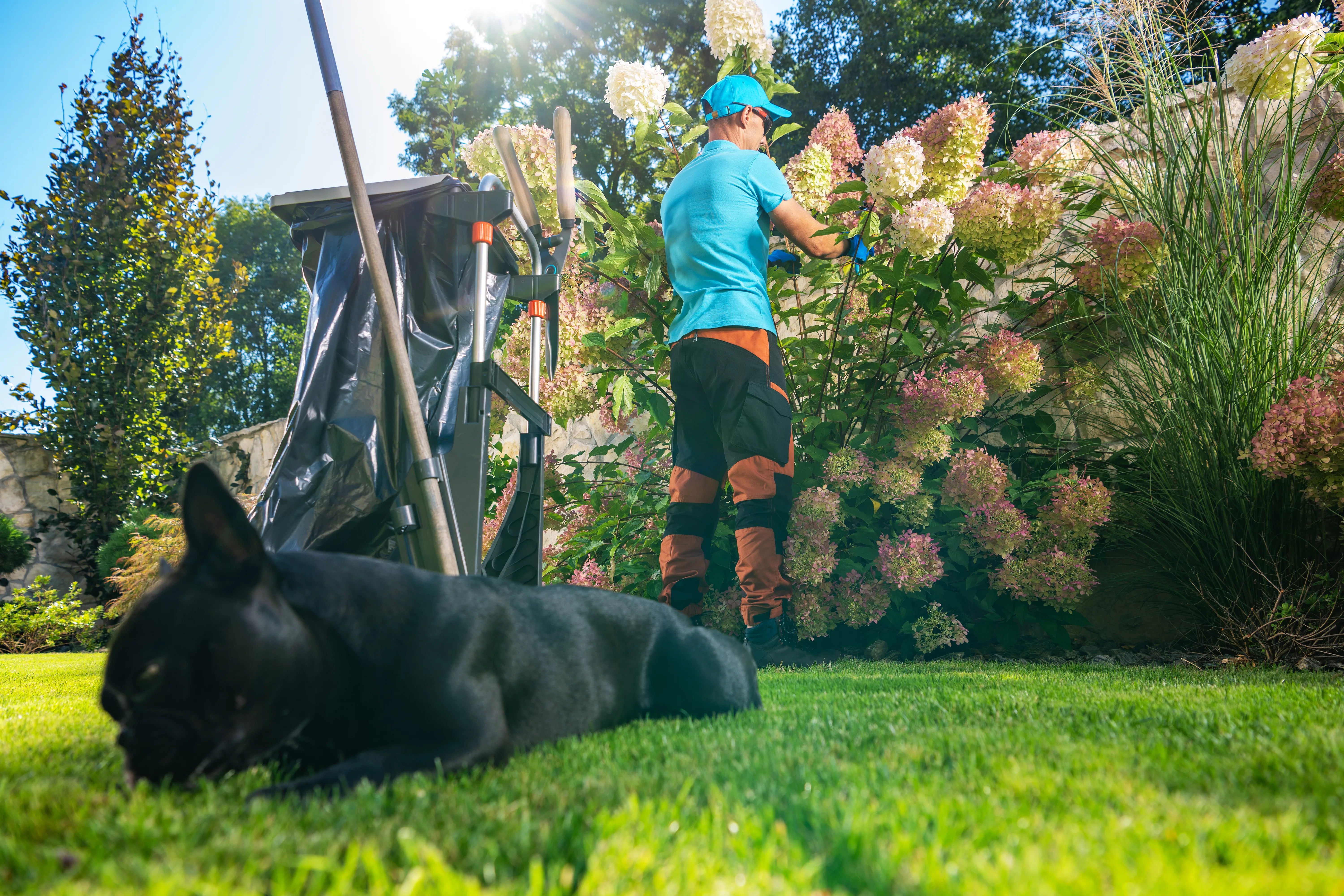 garden-worker-cleaning-hortensia-flowers-by-removing-dead-leaves