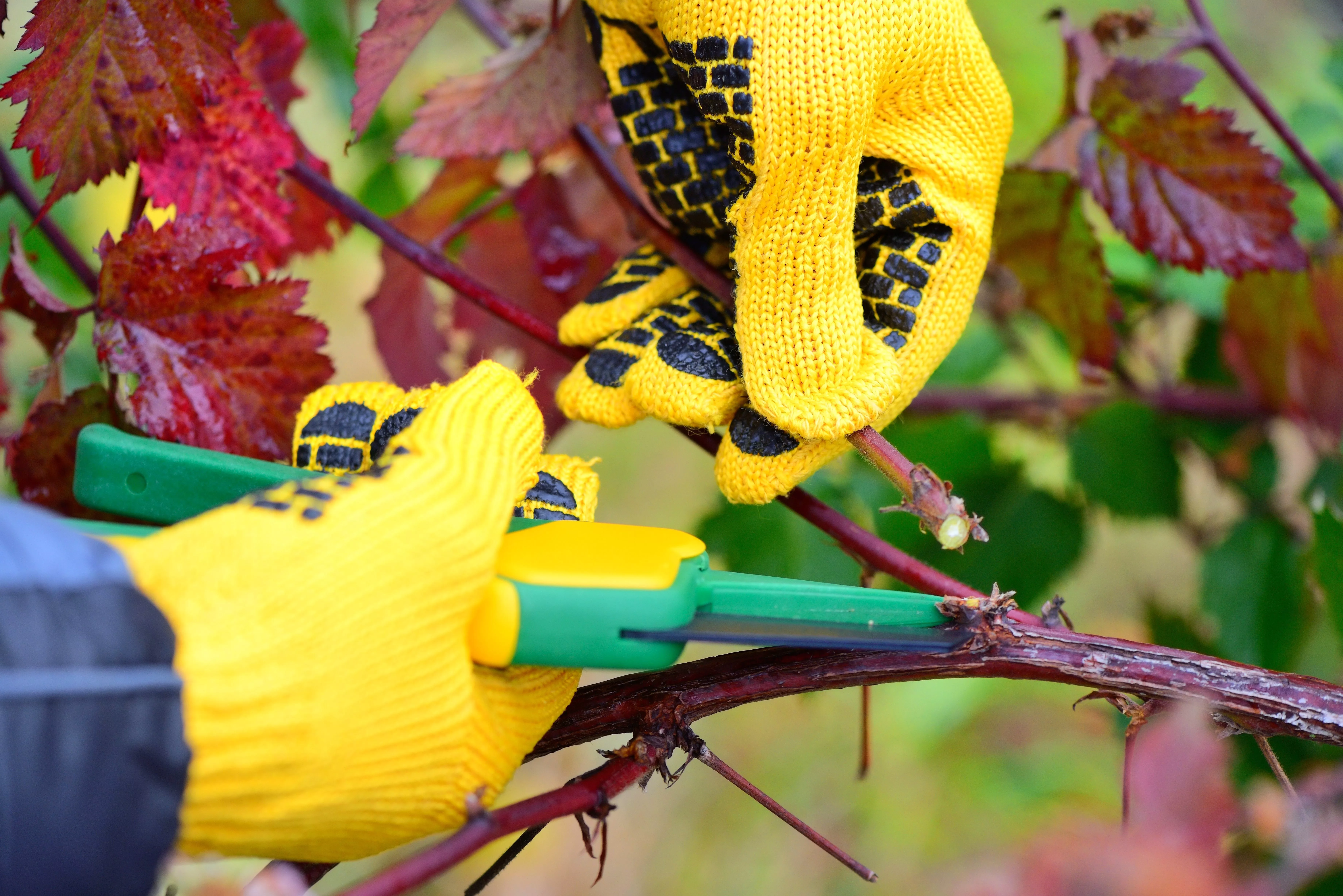 hands-with-gloves-of-gardener-doing-maintenance-work-pruning-bu