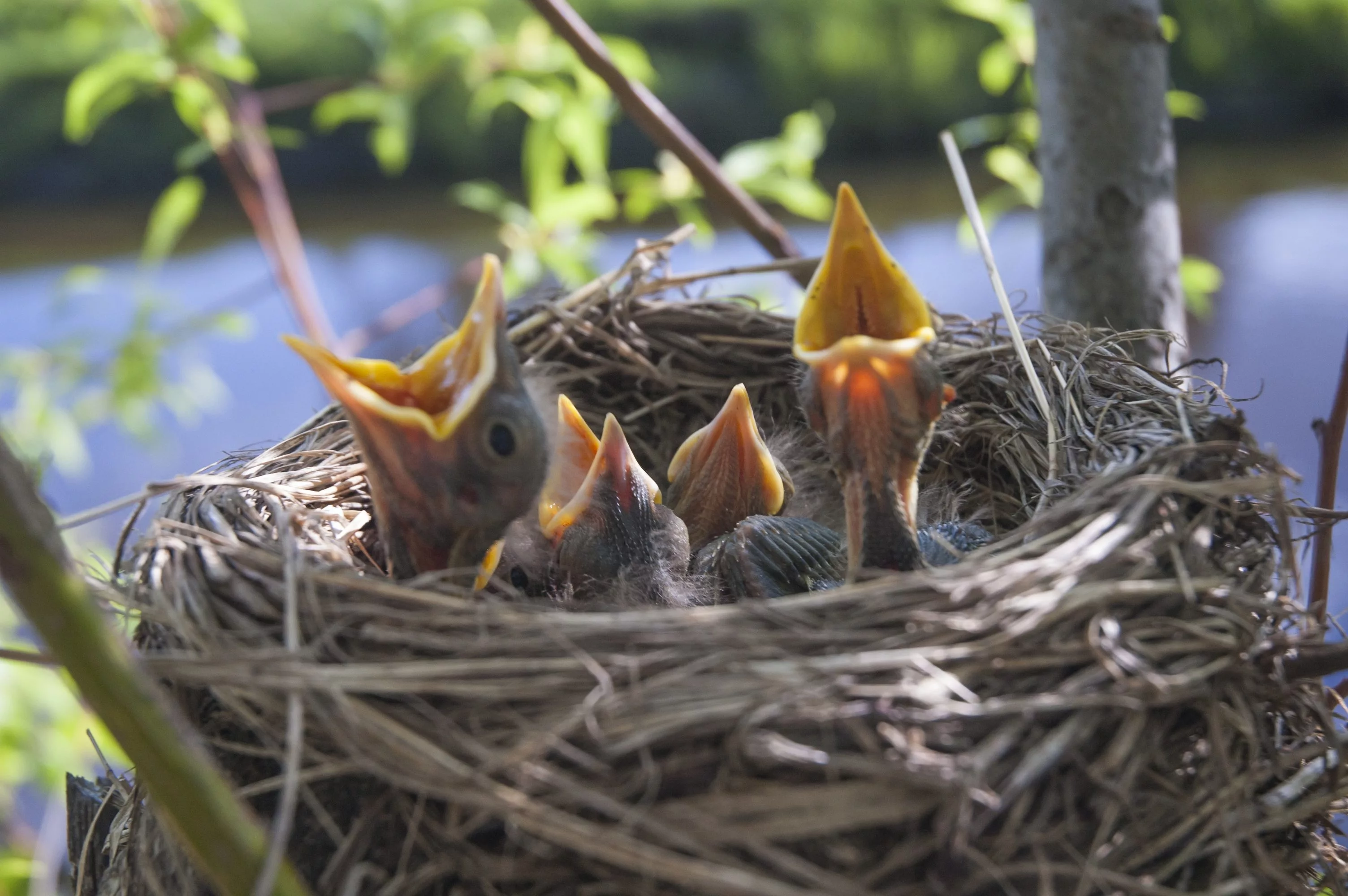 little-children-birds-1