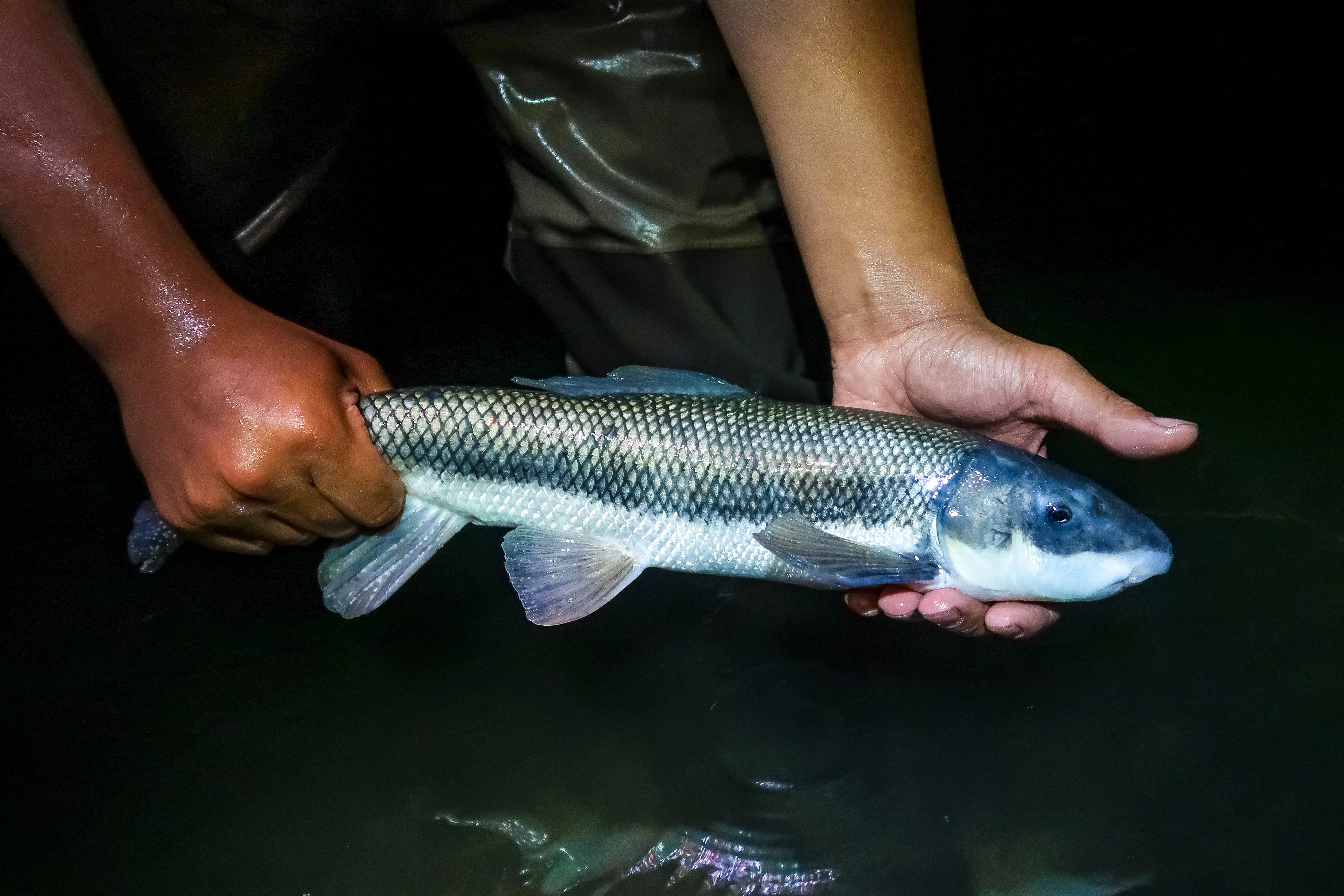 2019_06_12_utah-lake_june-sucker-sampling_packer_01