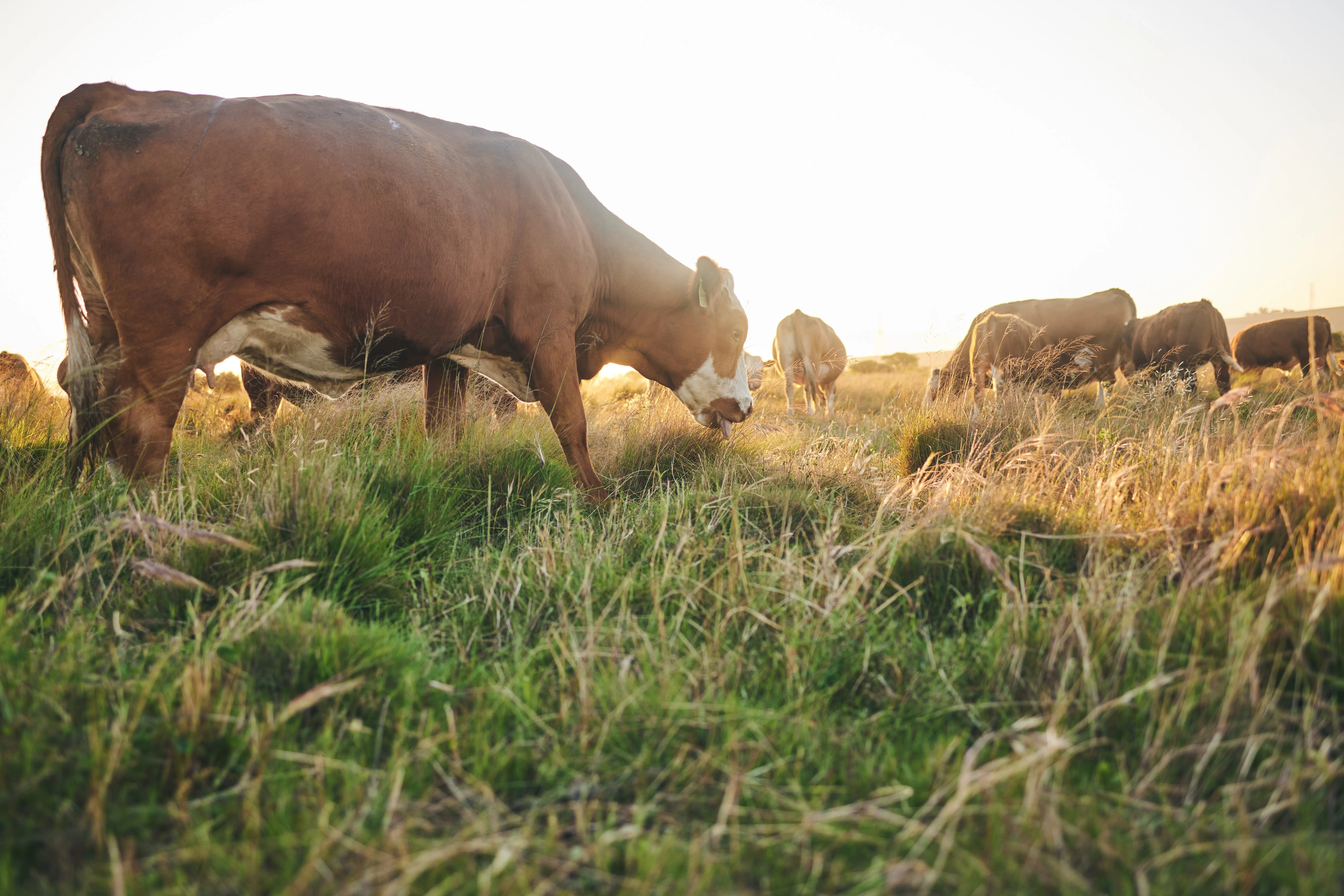 agriculture-nature-and-grass-with-cow-on-farm-for-2025-04-06-09-23-15-utc
