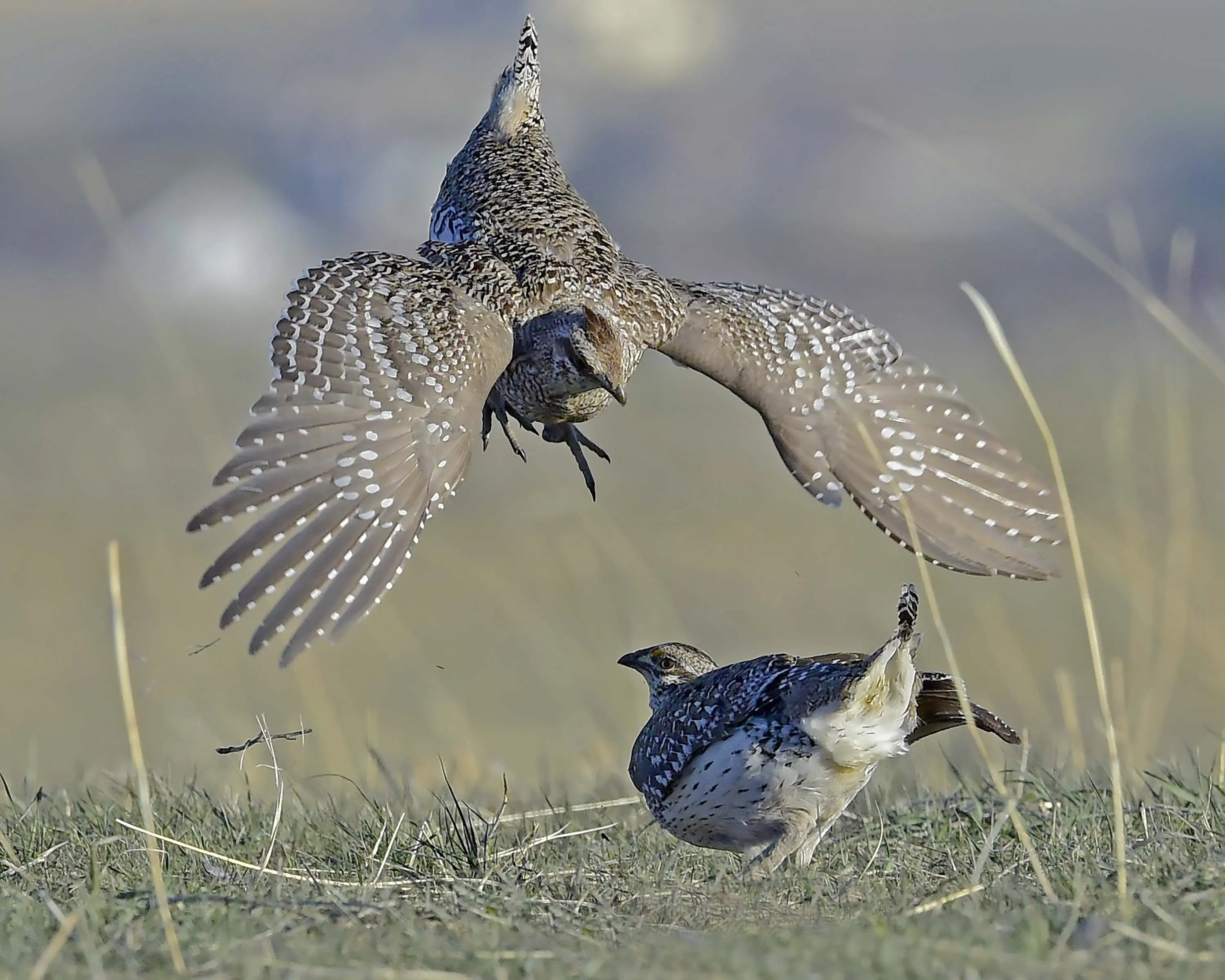 sharp-tailed-grouse-20201-photo-credit-steven-earley