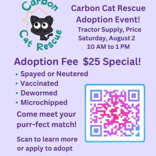 cat2