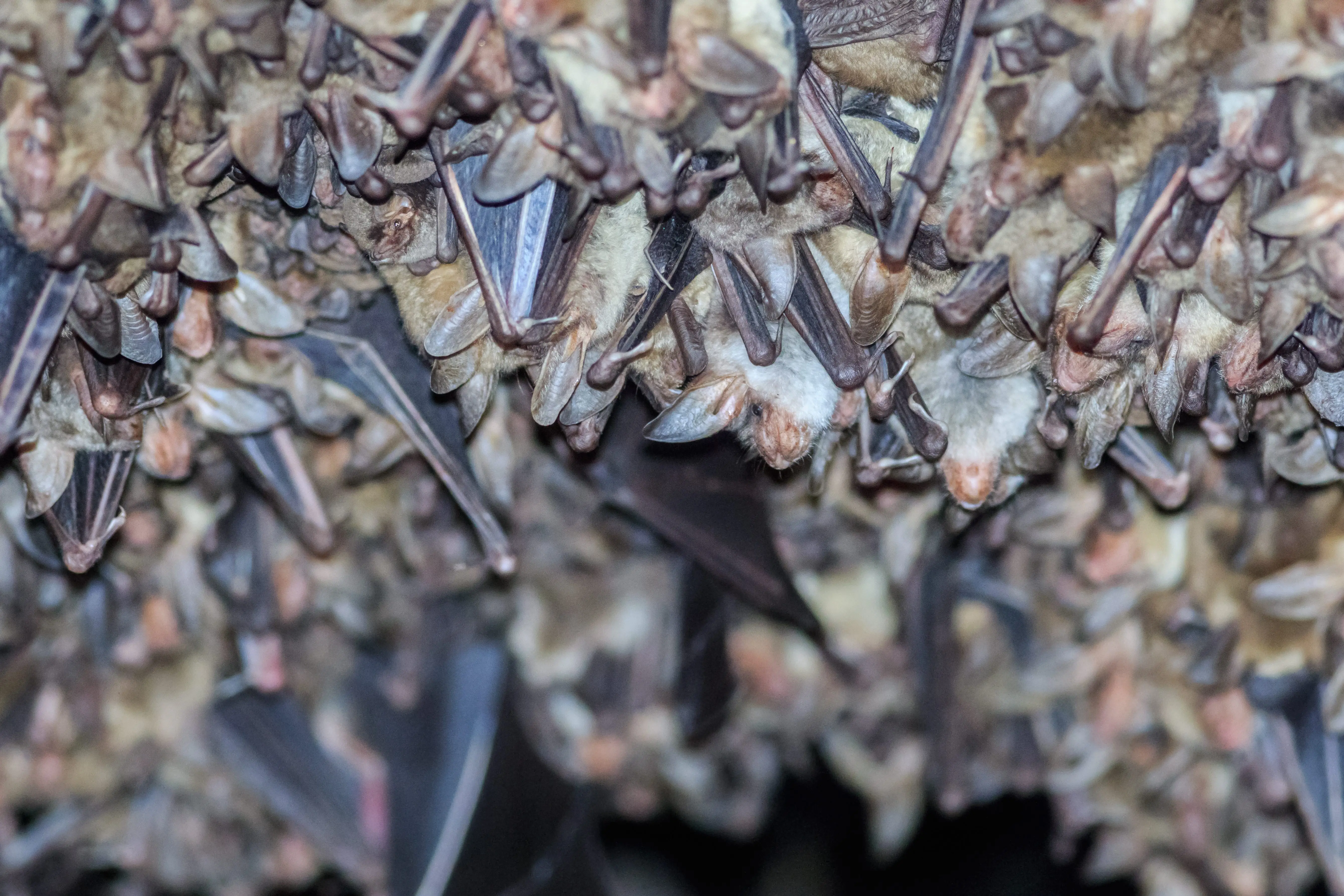 groups-of-sleeping-bats-in-cave