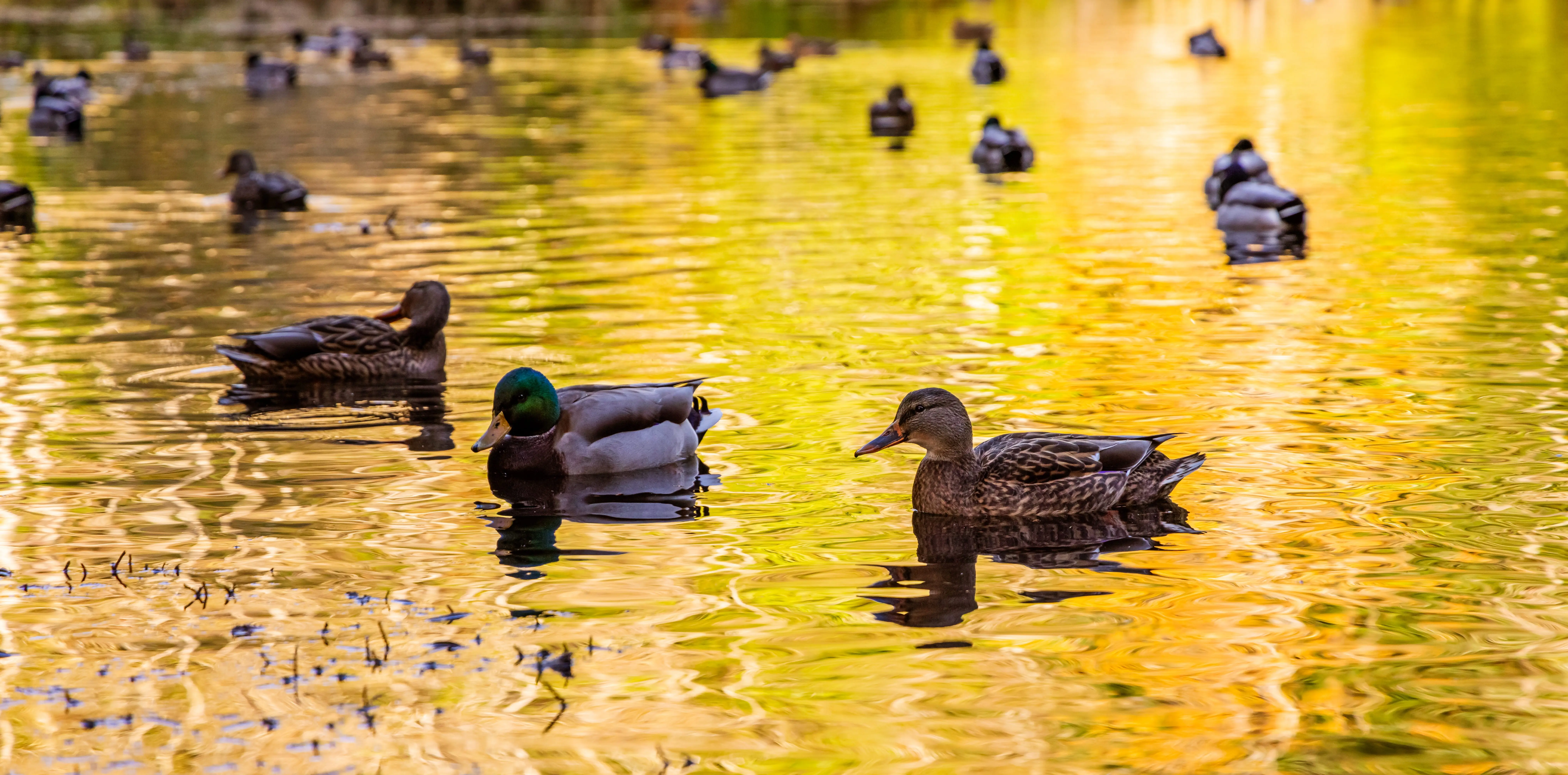 serene-ducks-swimming-in-a-golden-pond-at-sunset