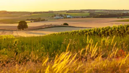 landscape-in-summer-with-trees-and-meadows-in-bright-sunshine