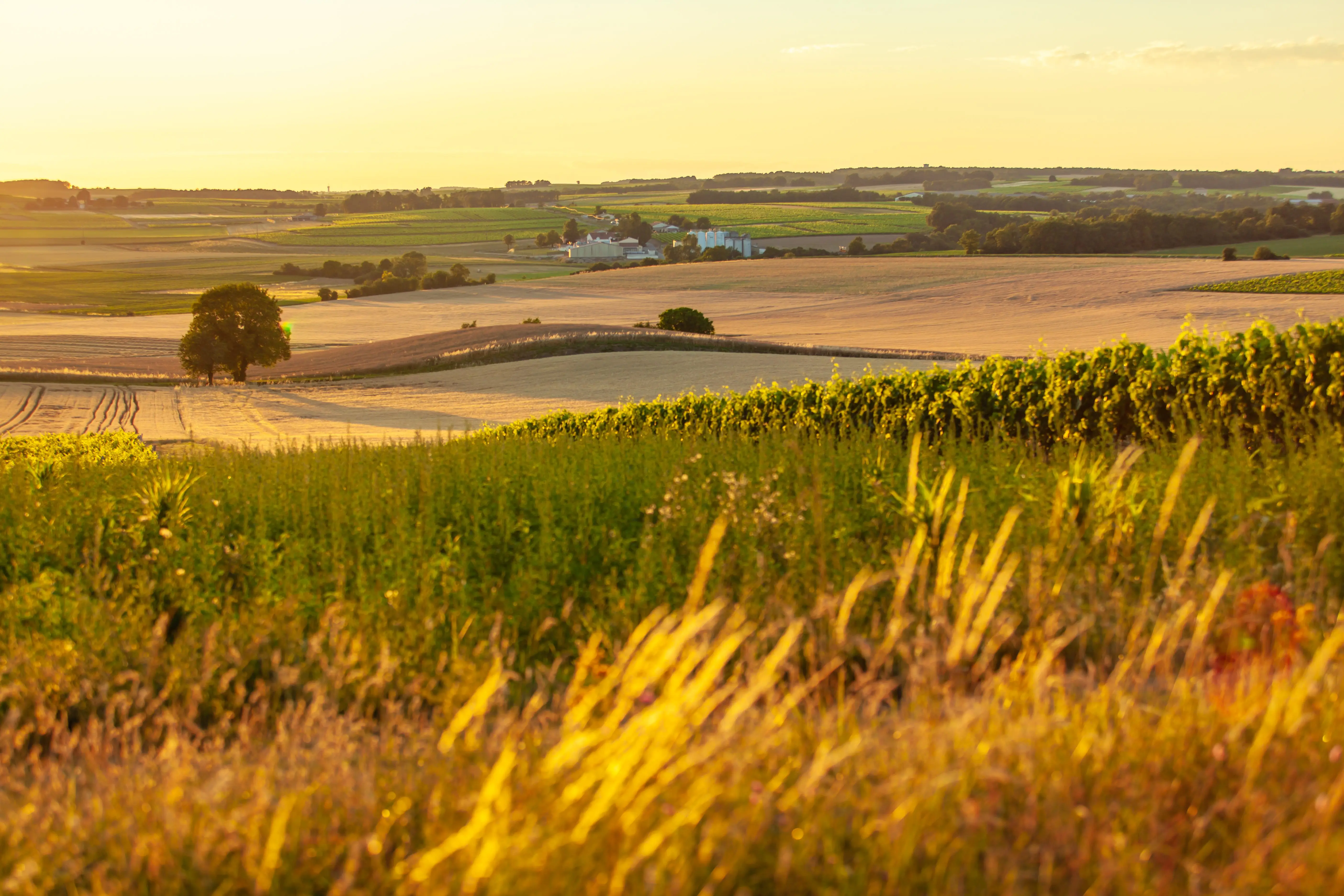 landscape-in-summer-with-trees-and-meadows-in-bright-sunshine