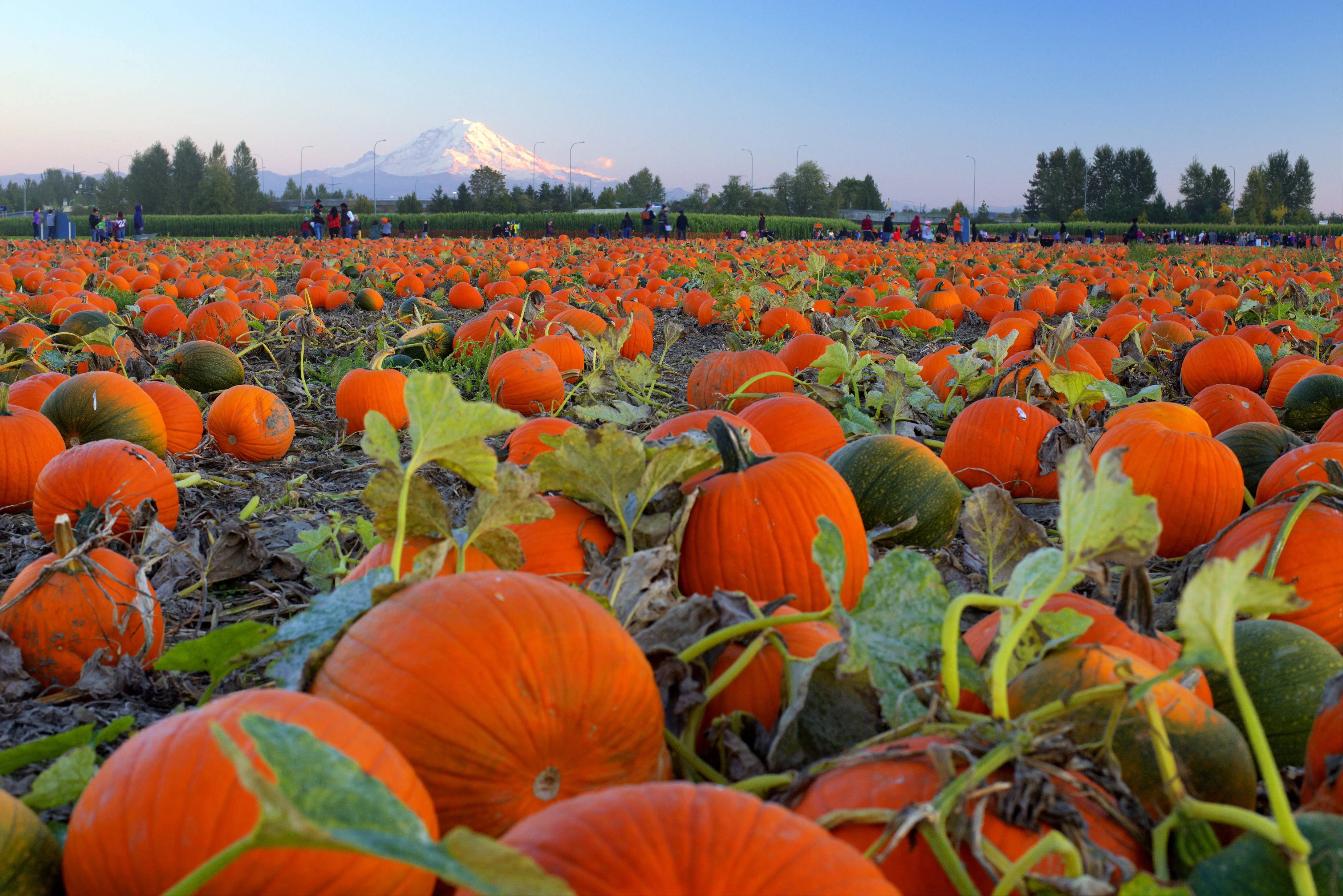 view-of-ripe-growing-pumpkins-in-field