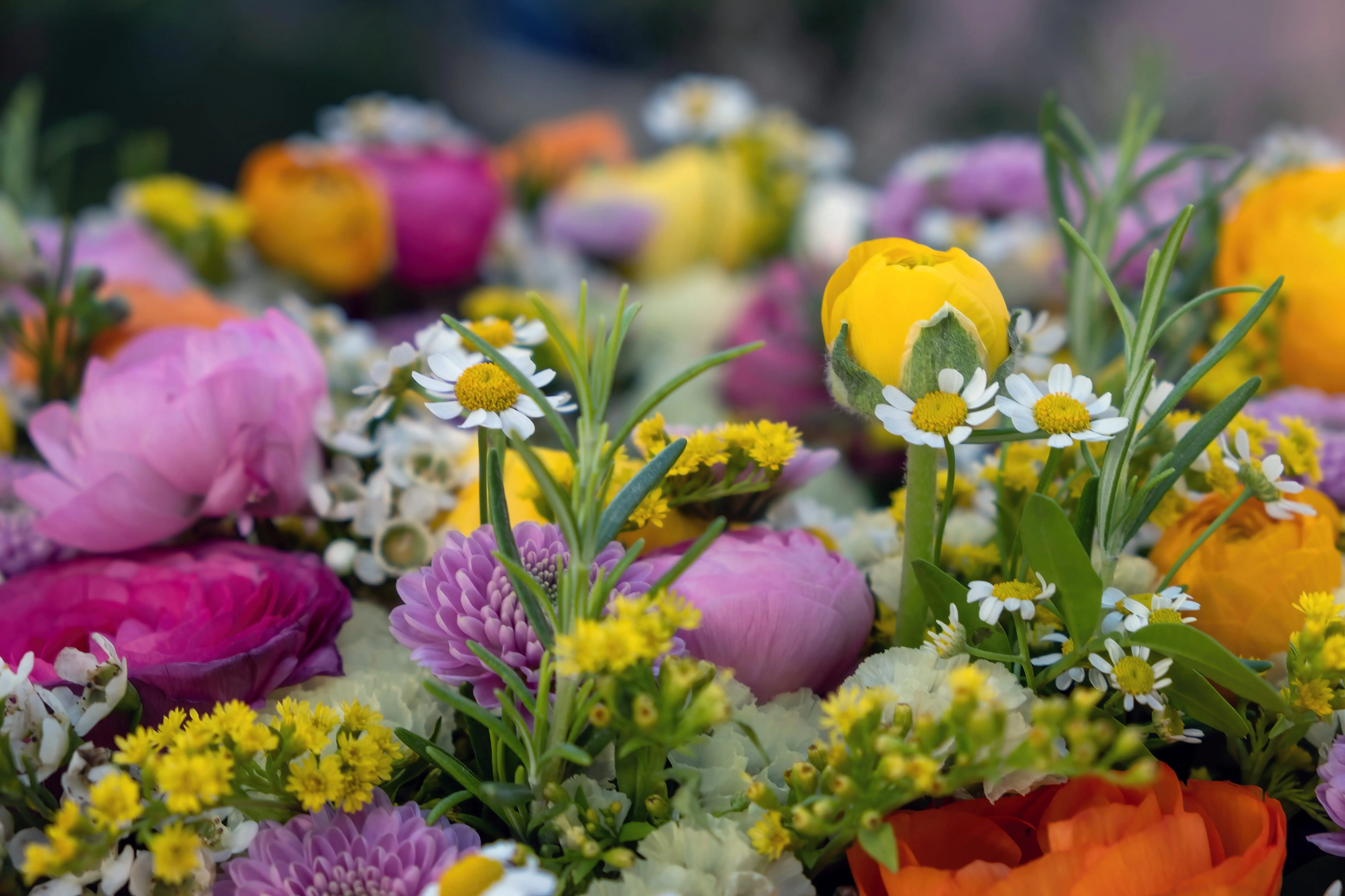 fresh-wild-flower-and-herb-background-close-up-garden-nature-spring-women-or-mothers-day-bouquet