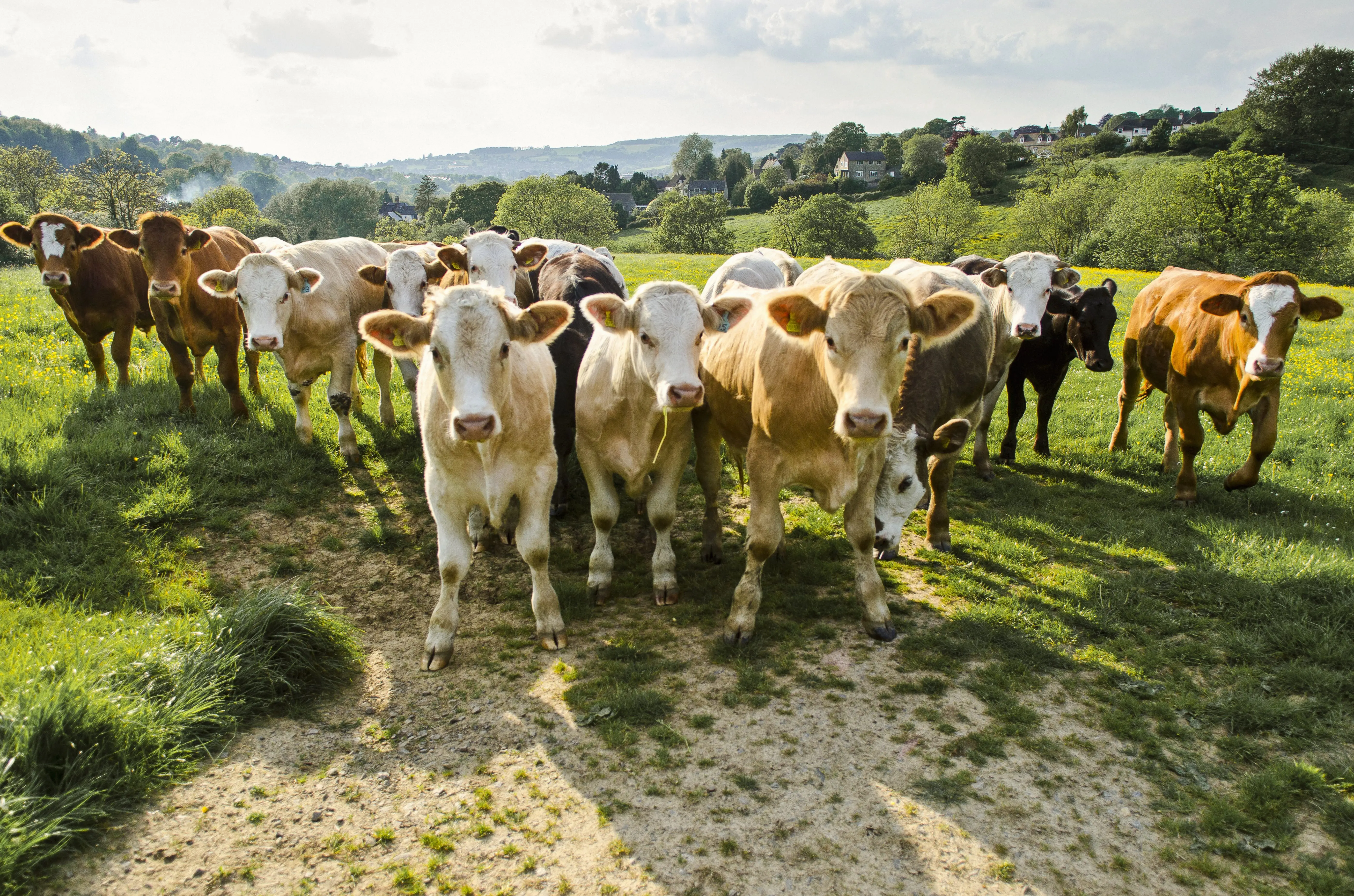 portrait-of-herd-of-cows-in-rural-green-field