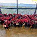 pxl_20251201_171110567_2