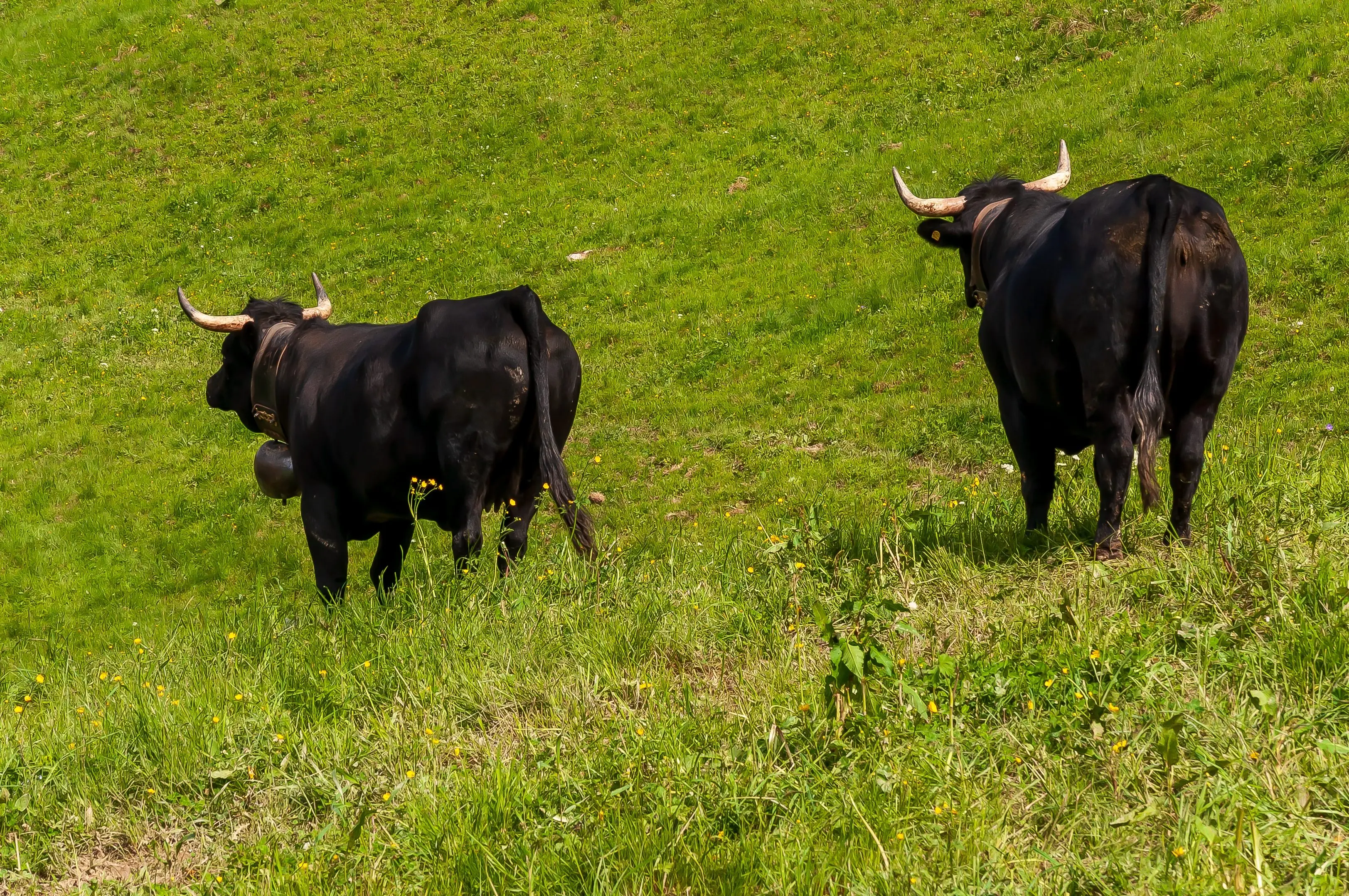 beautiful-shot-of-the-swiss-cows-captured-in-col-de-la-croix-in-the-swiss-alps