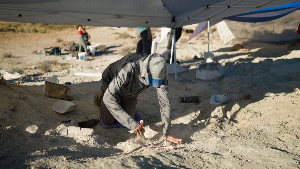 USU Eastern Prehistoric Museum Collaborates With BLM to Expand Fossil Research