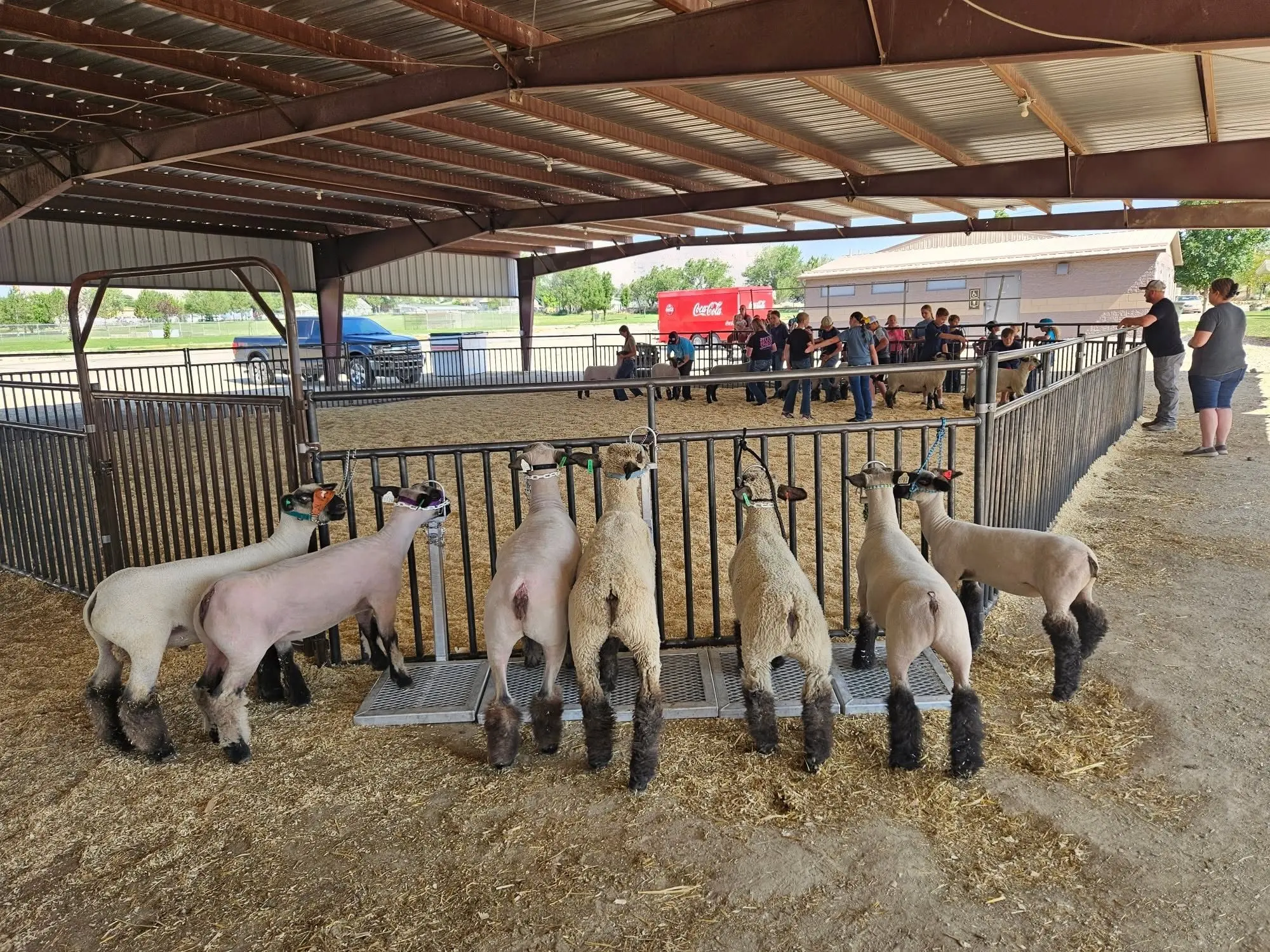 stock-show
