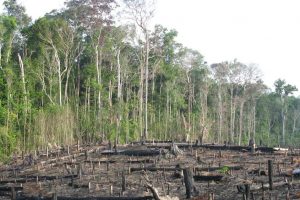 Record number of fires in Amazon rainforest, caused by humans Record number of fires in Amazon rainforest, caused by humans