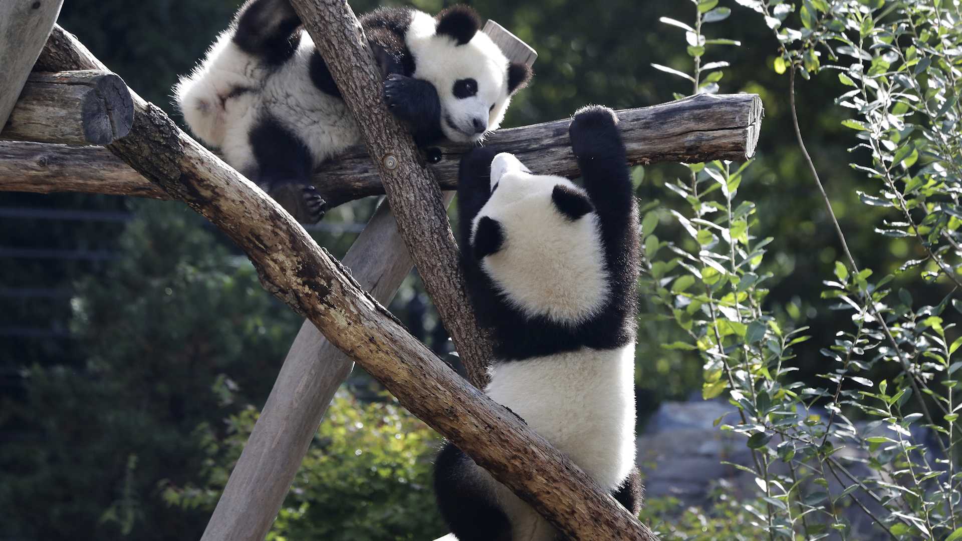 berlin-zoo-pandas-1599486199