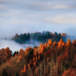 autumn-forest-in-the-fog-uetliberg-switzerland-royalty-free-image-1568212028