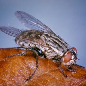 gettyimages-fly-insect-1663686880